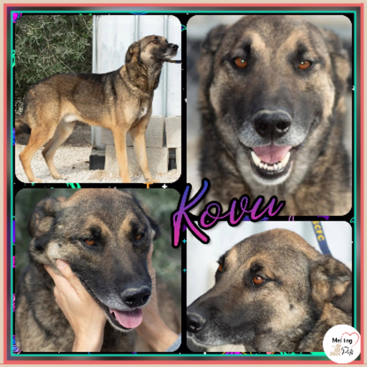 Adoption Kovu