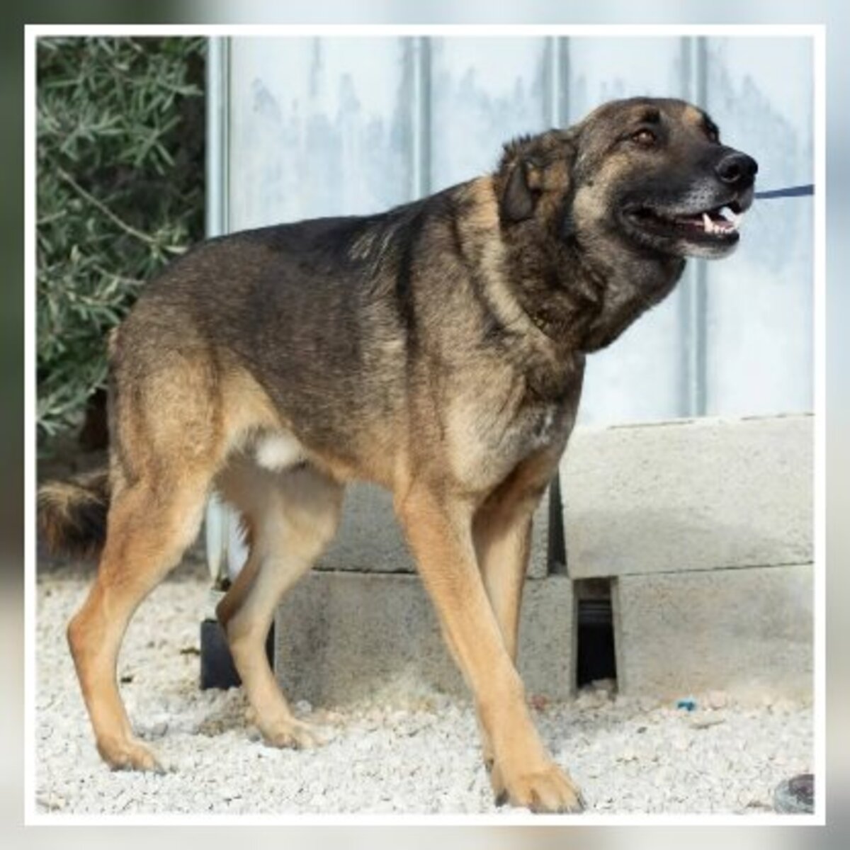 Adoption Kovu