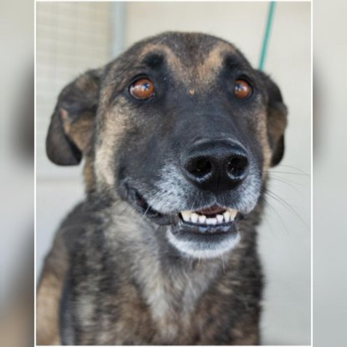Adoption Kovu