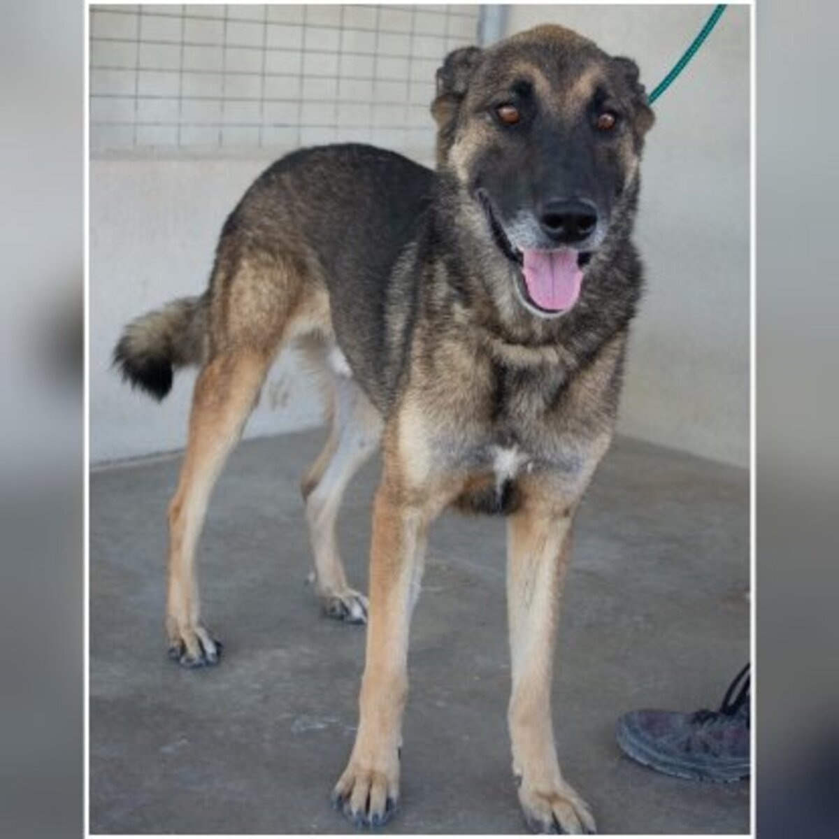 Adoption Kovu