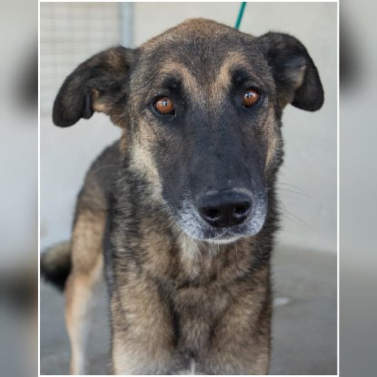 Adoption Kovu