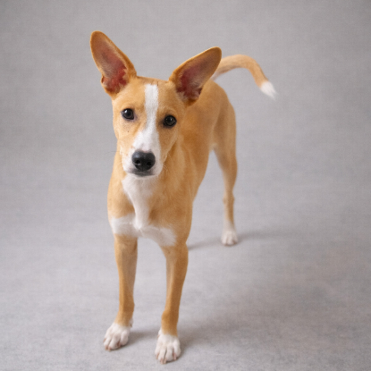 Adoption Kovu