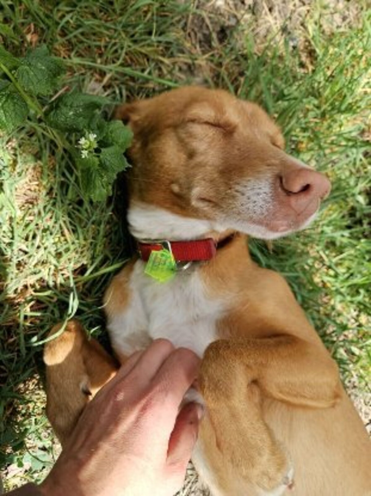 Adoption Kyla