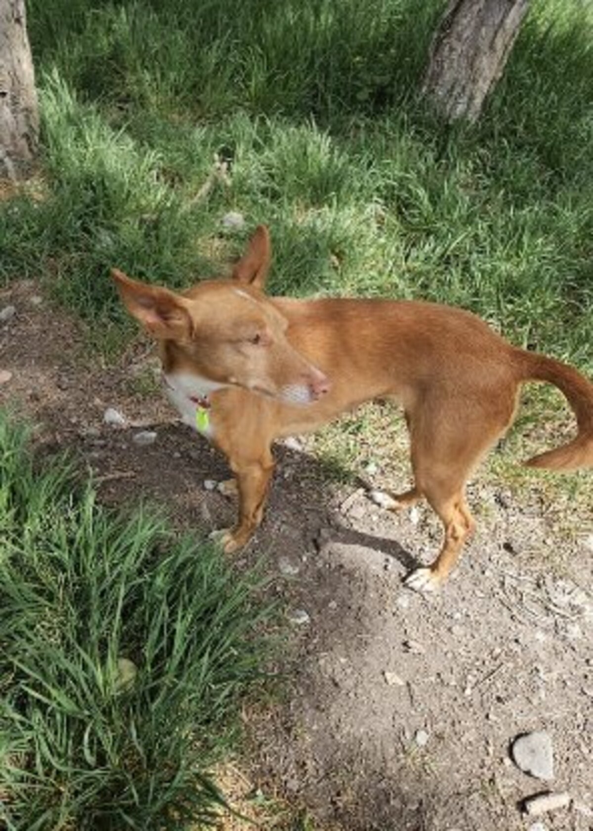 Adoption Kyla