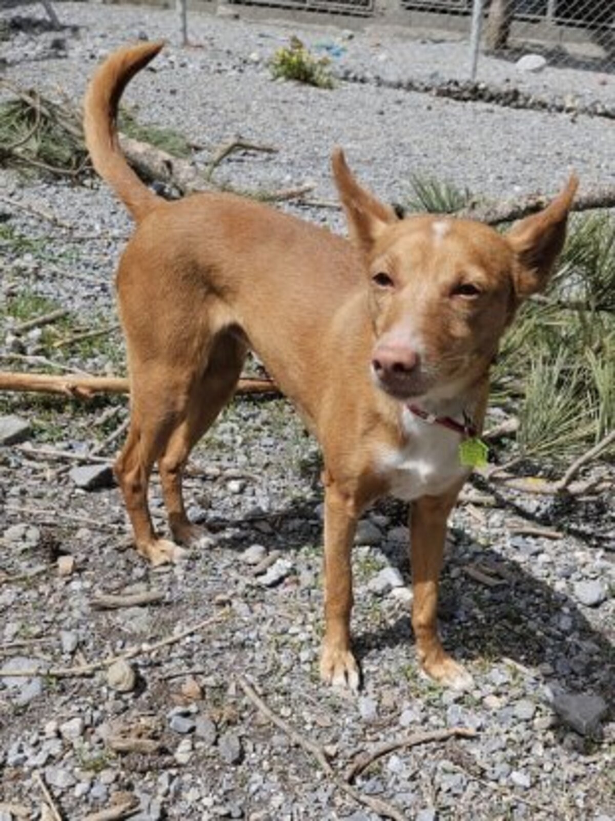 Adoption Kyla