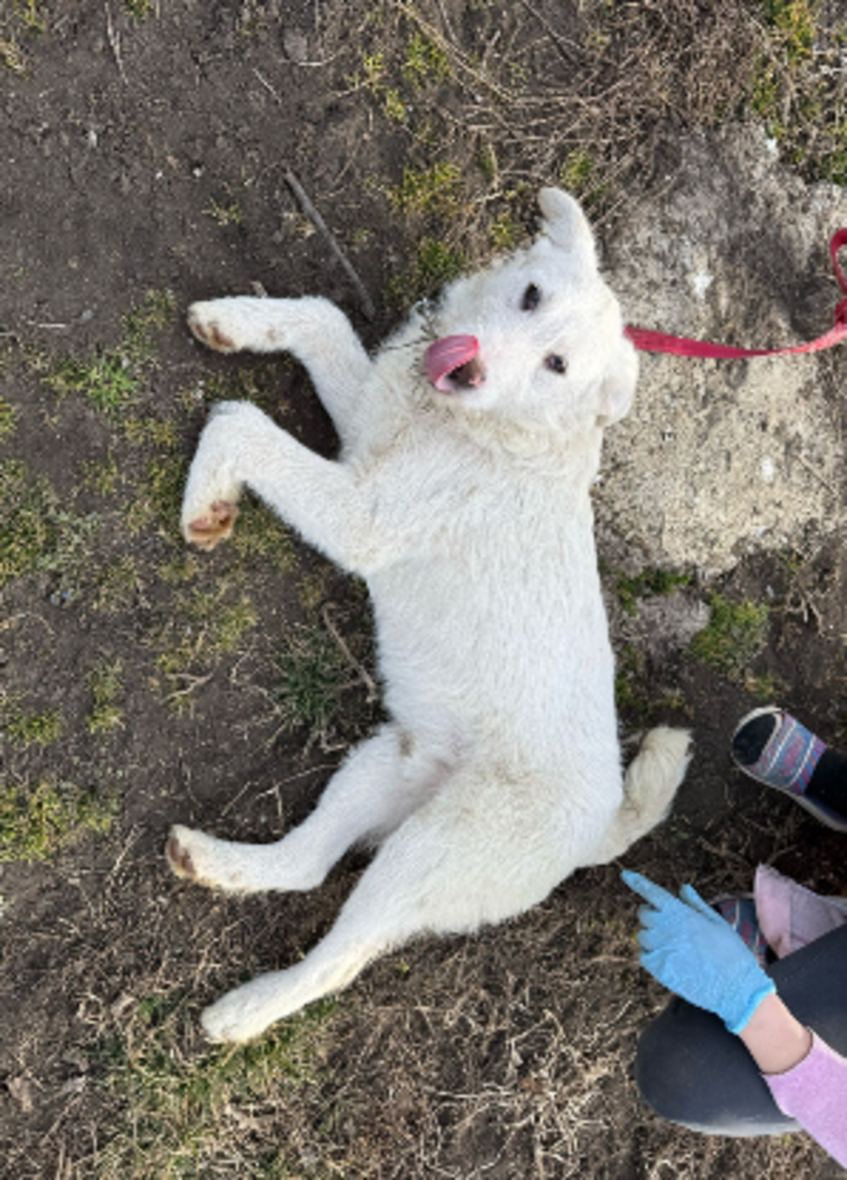 Adoption Laddie