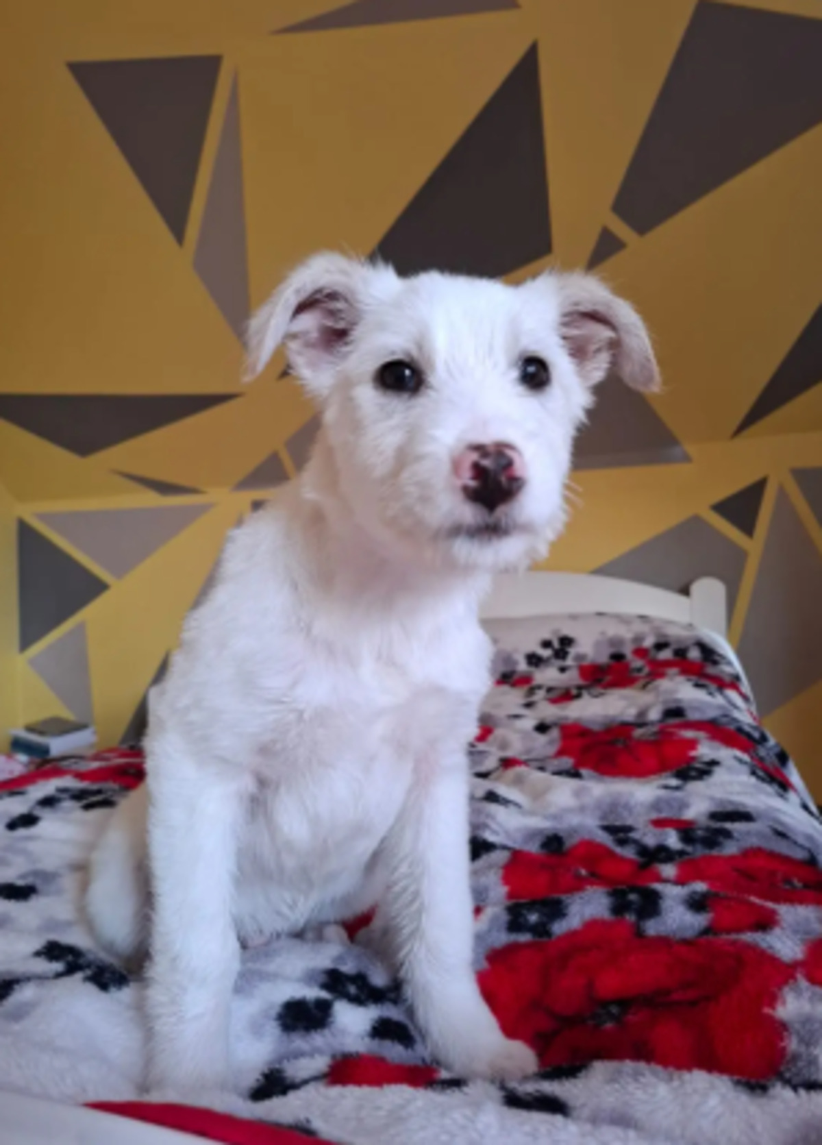 Adoption Laddie