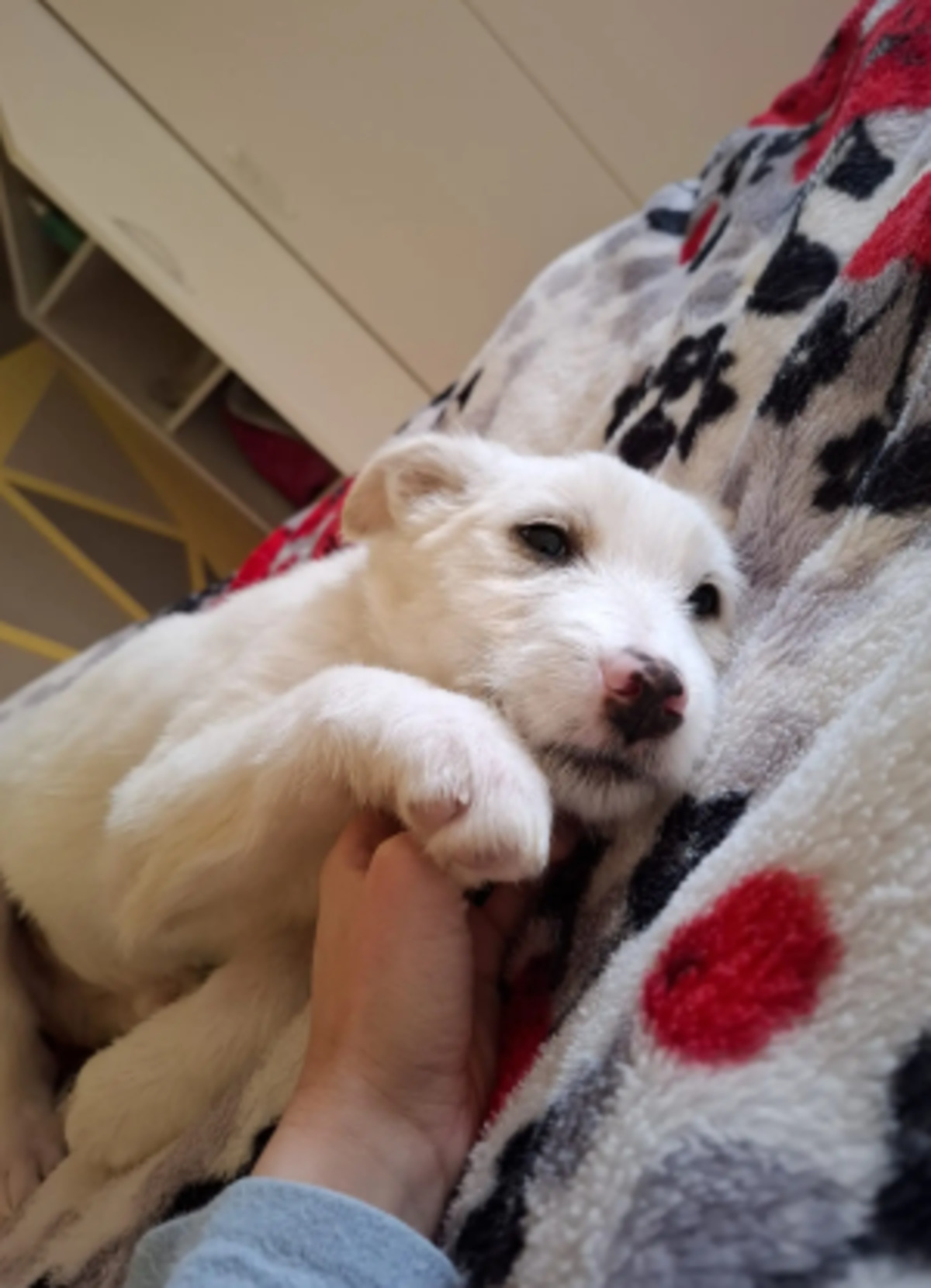 Adoption Laddie