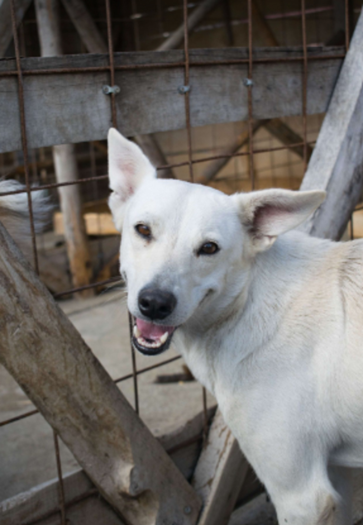 Adoption Lady