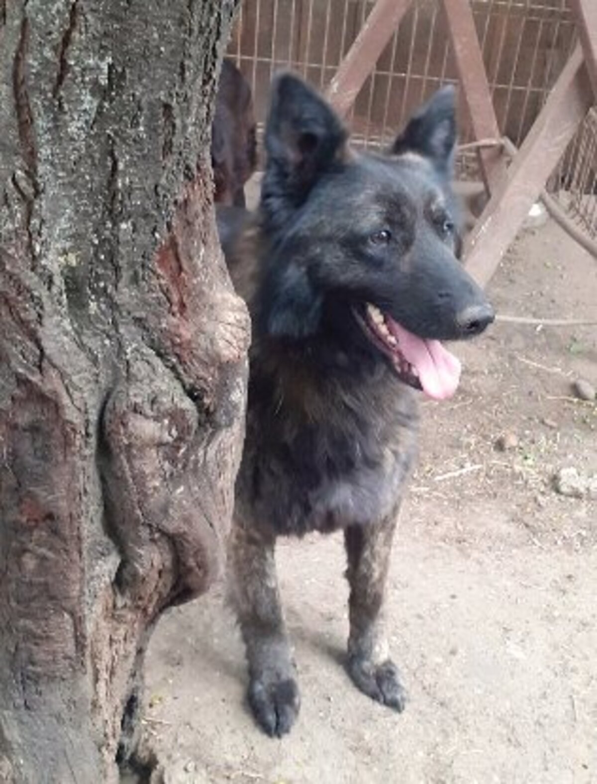 Adoption Lady