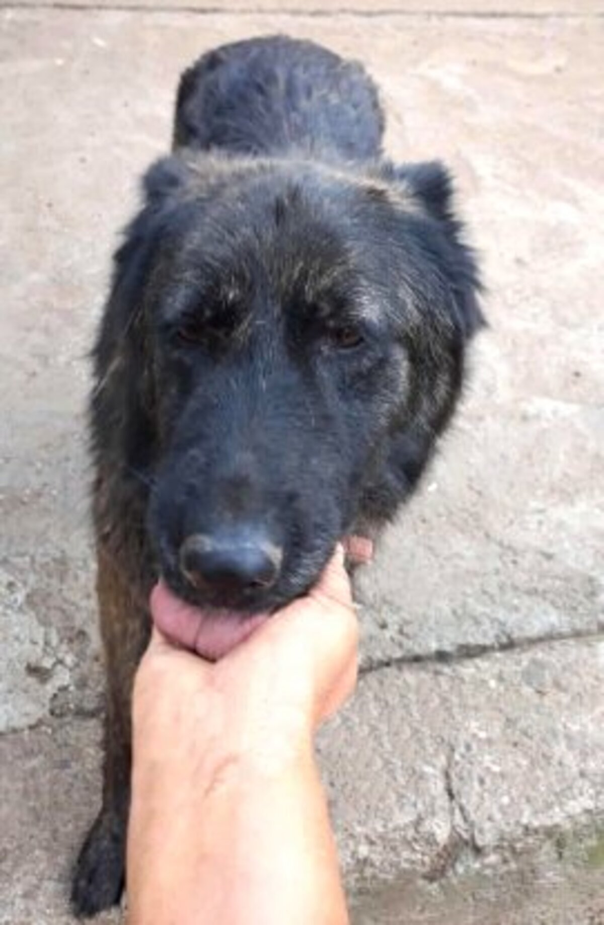 Adoption Lady