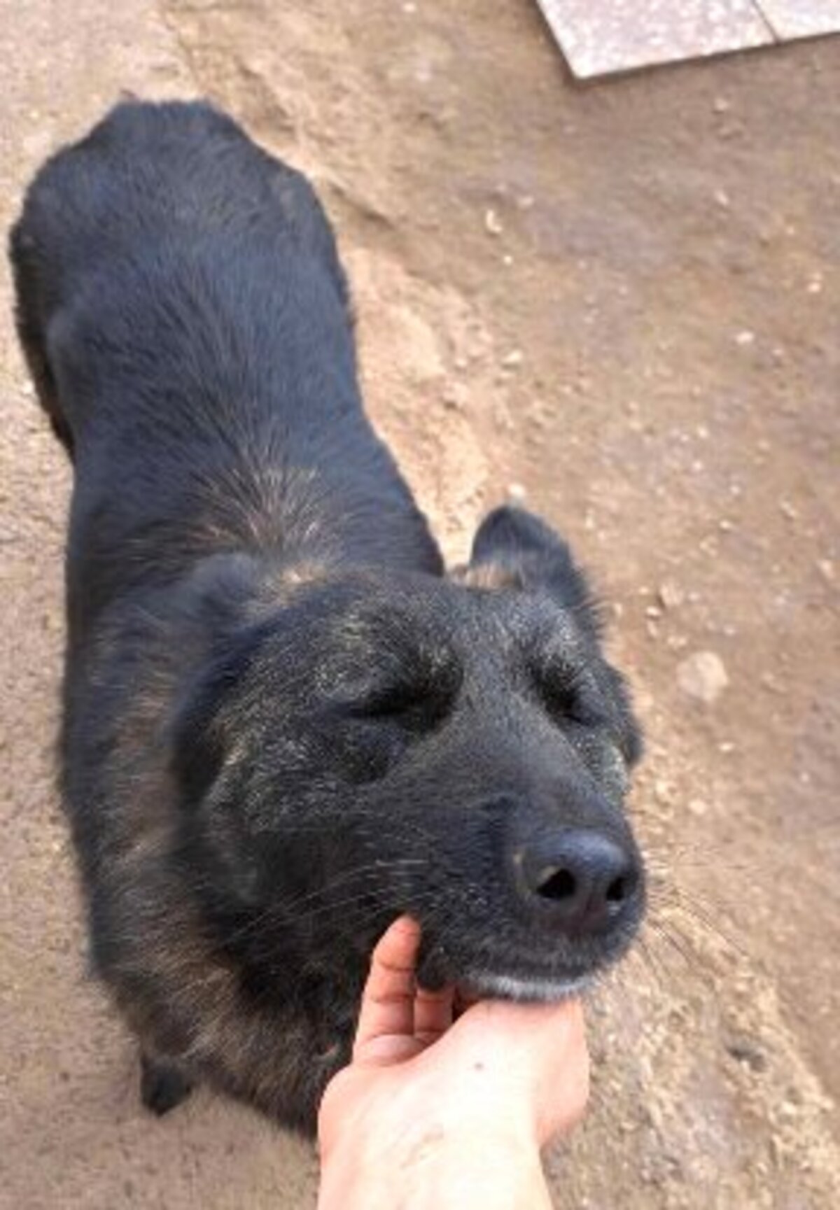 Adoption Lady