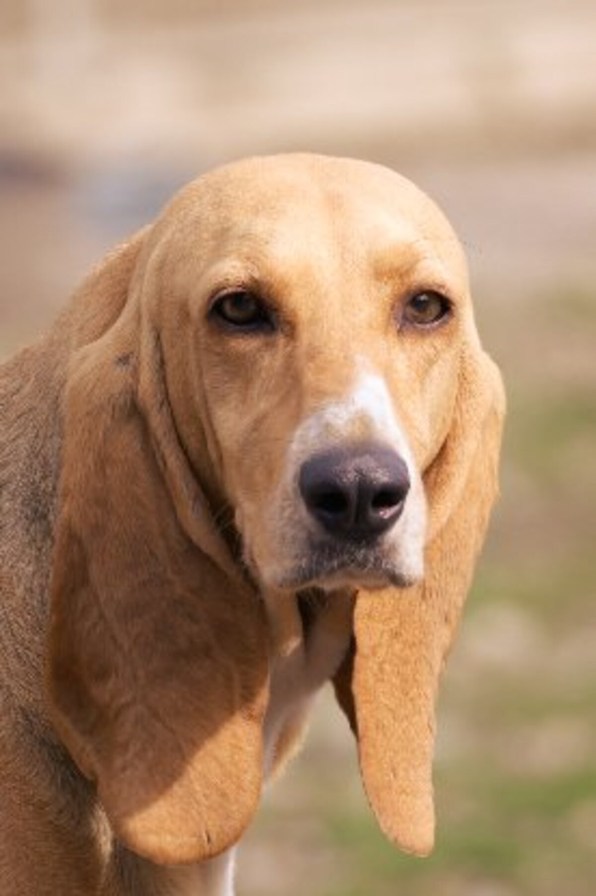 Adoption Lady