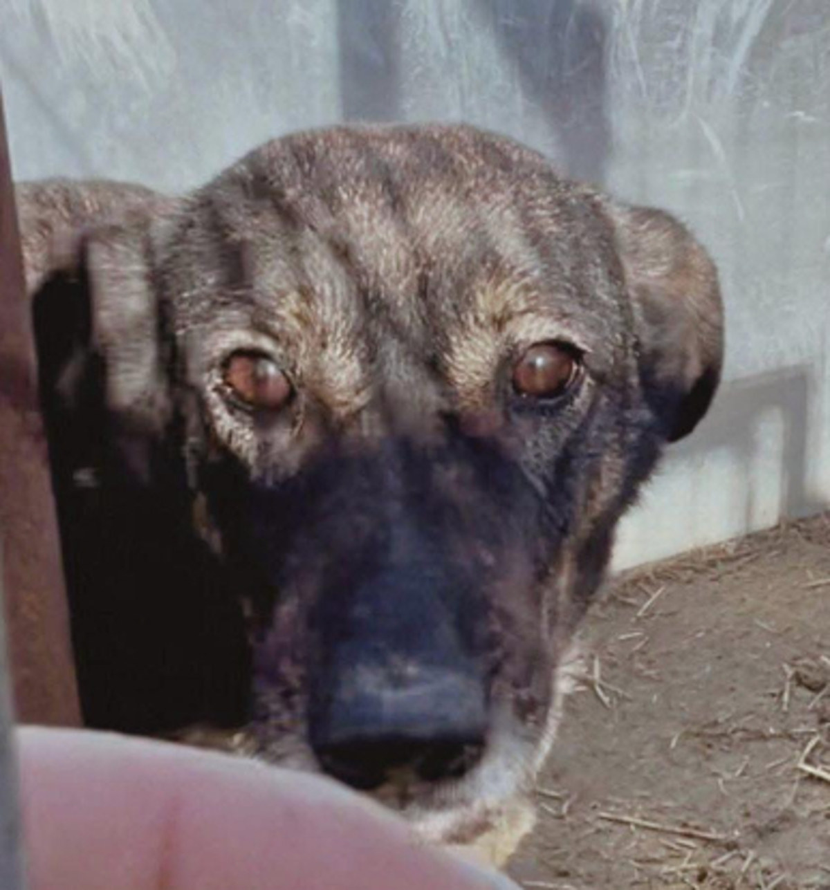 Adoption Lalae