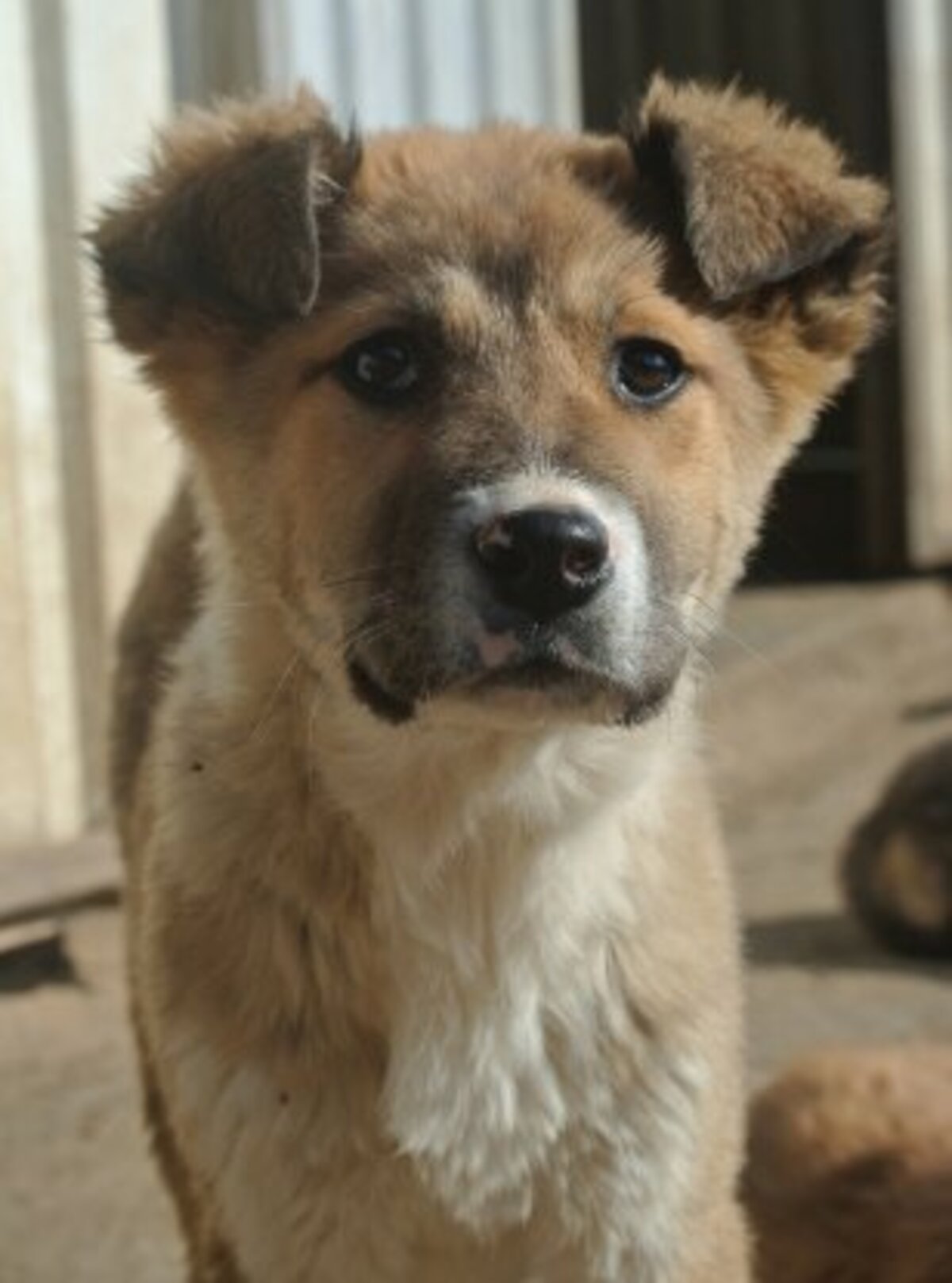 Adoption Laly