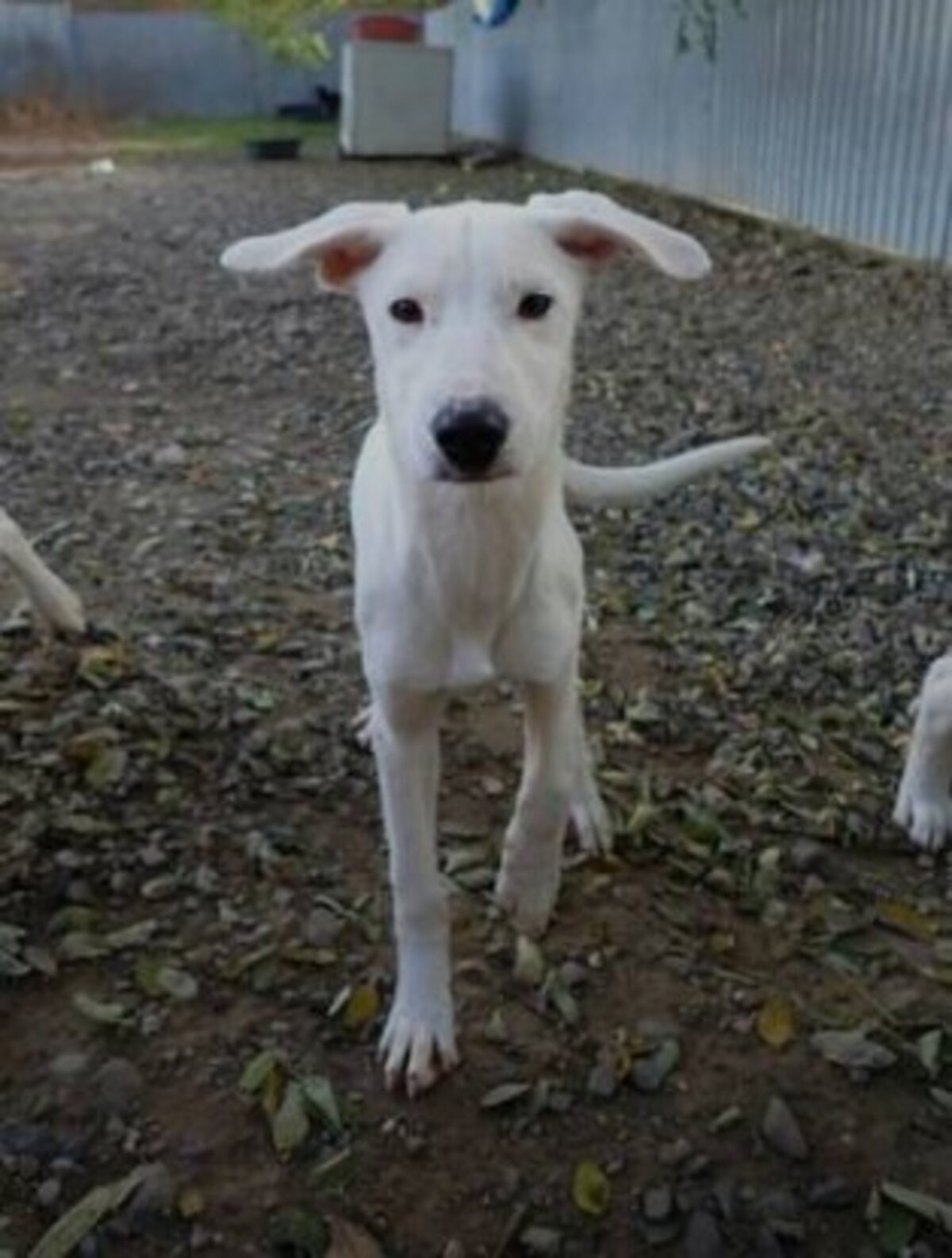 Adoption Laponie