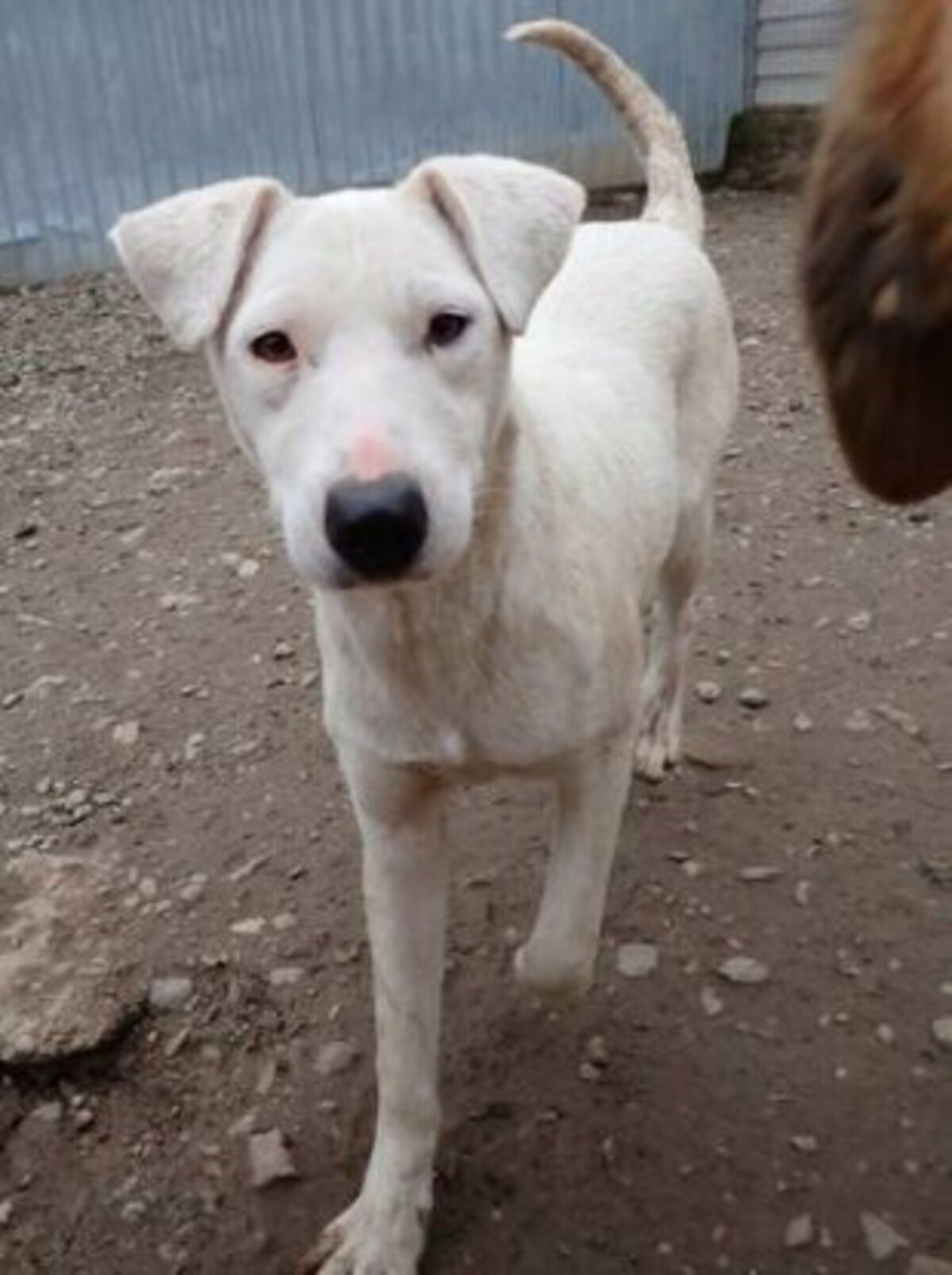 Adoption Laponie