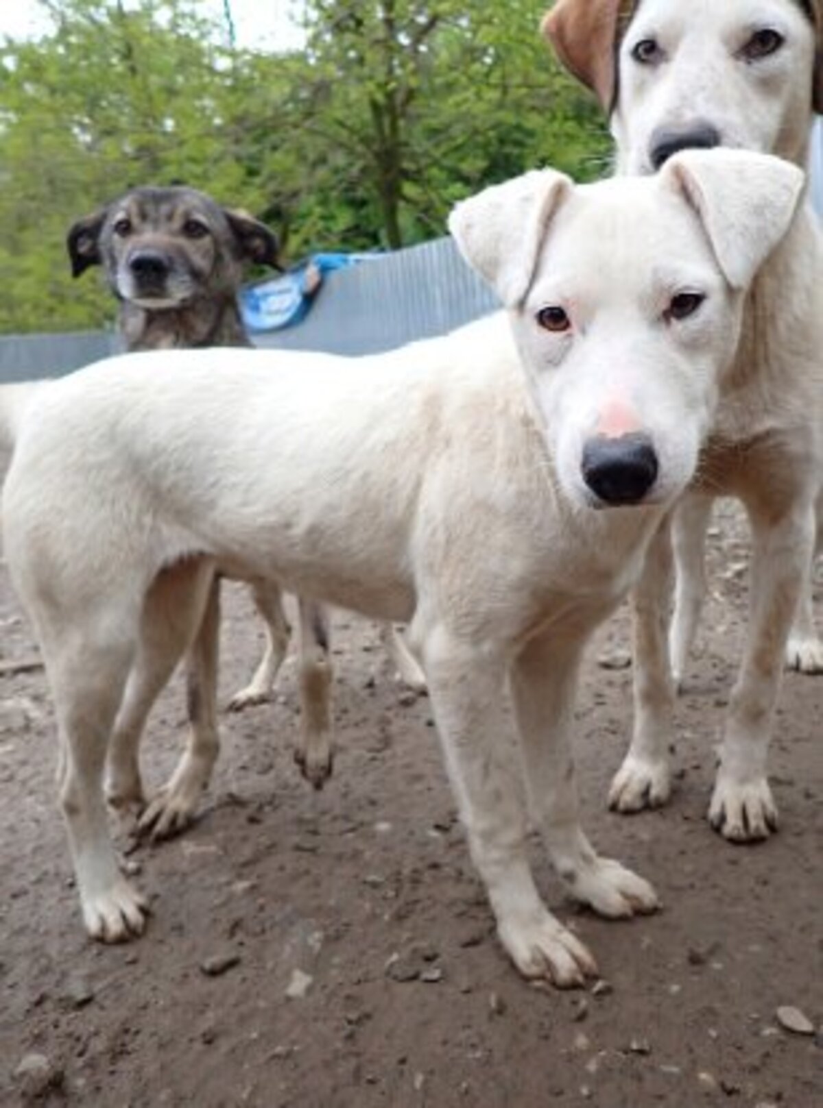 Adoption Laponie