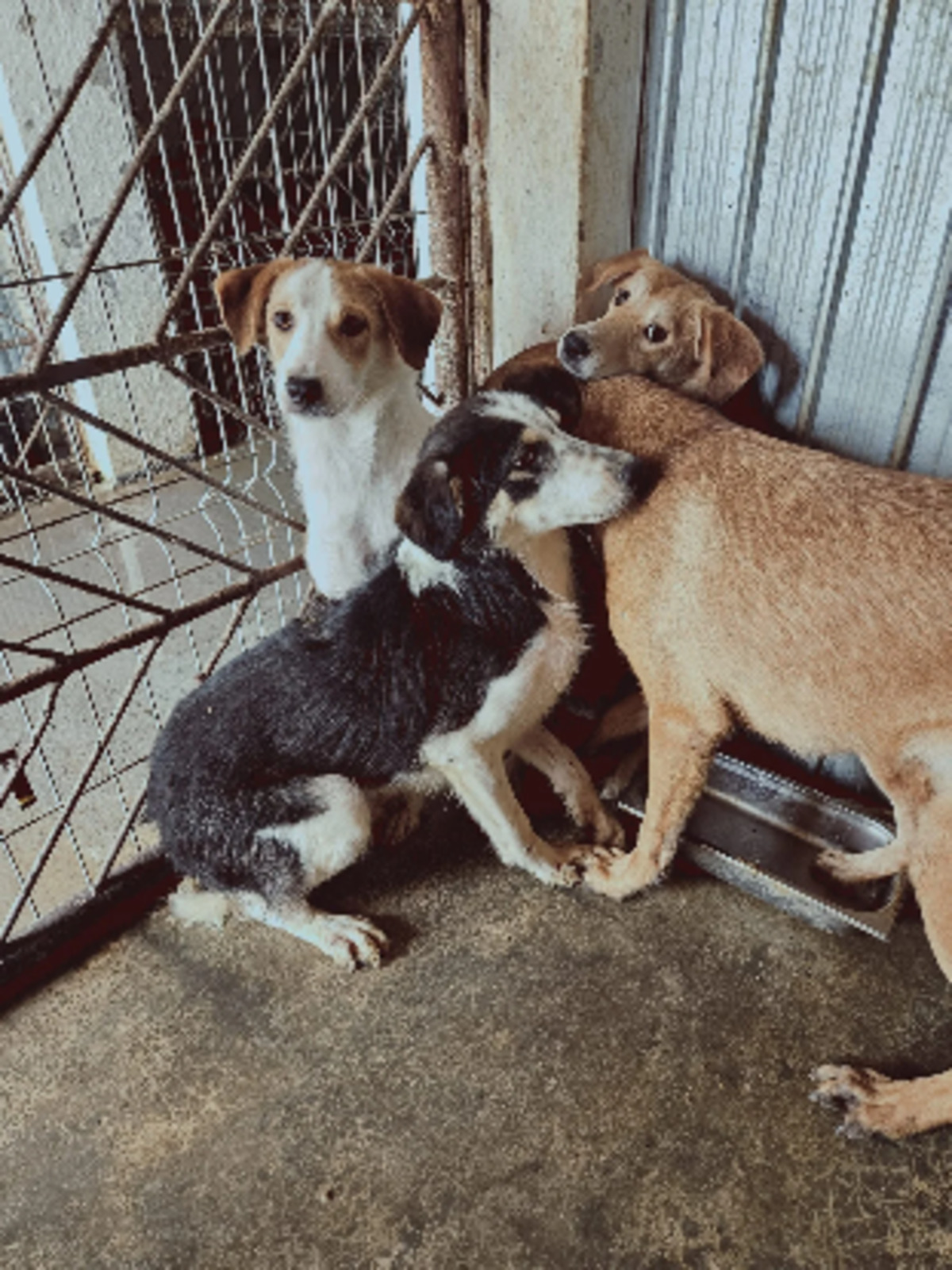 Adoption Lary