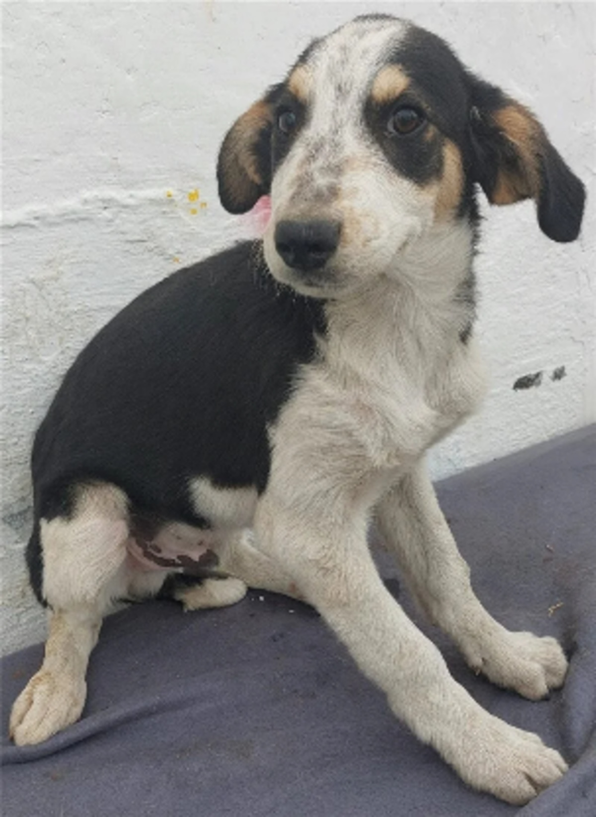 Adoption Lary