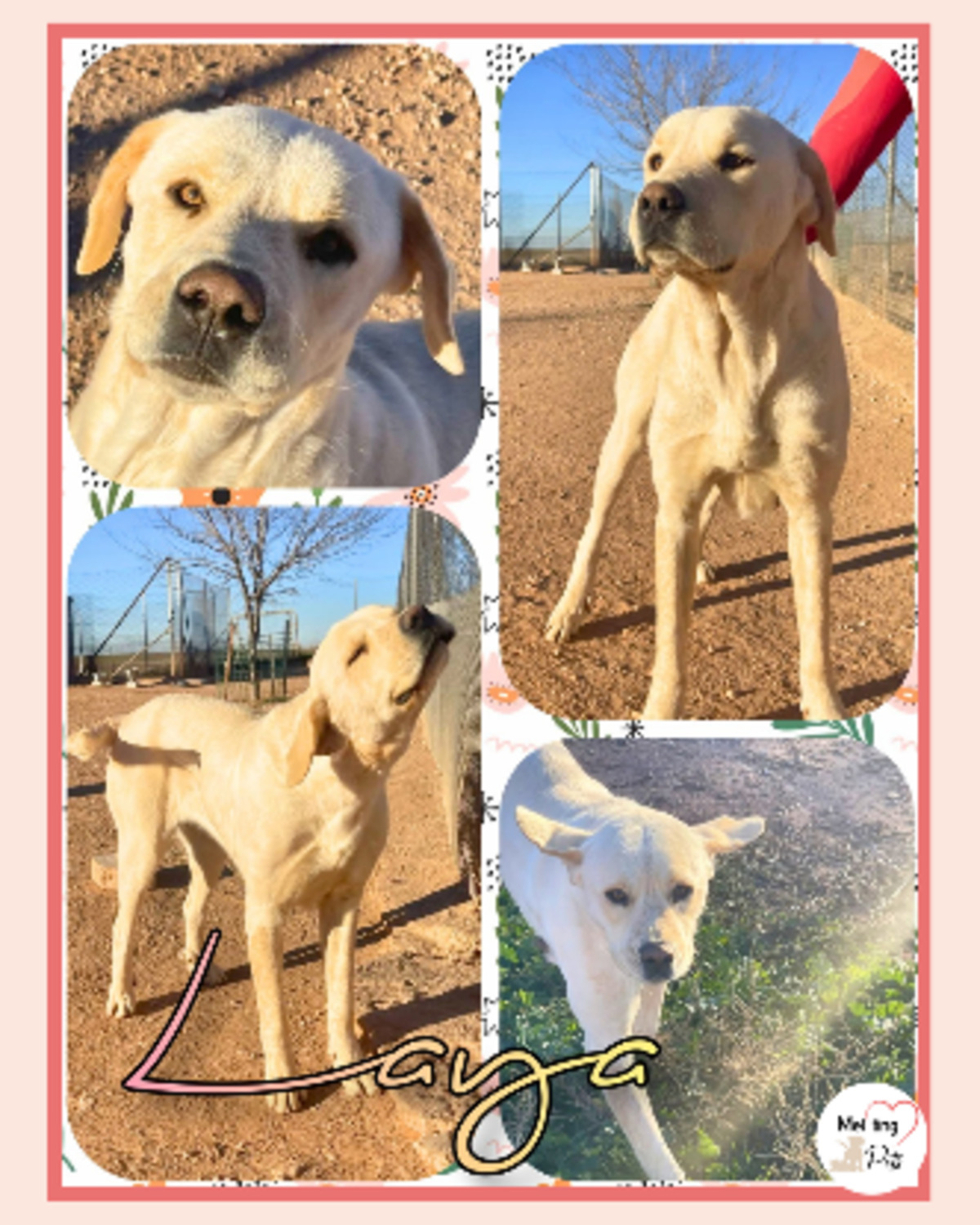 Adoption Laya