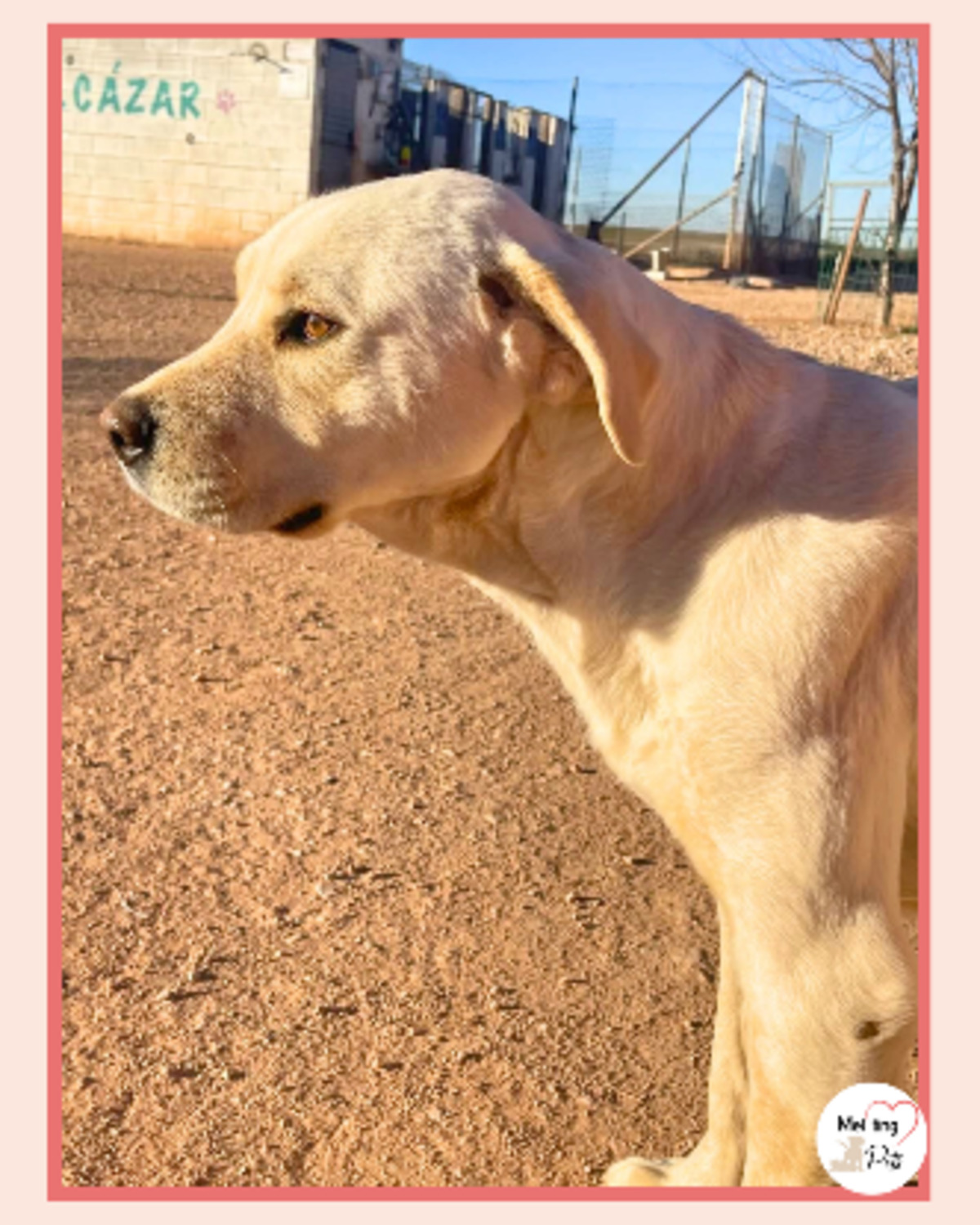 Adoption Laya