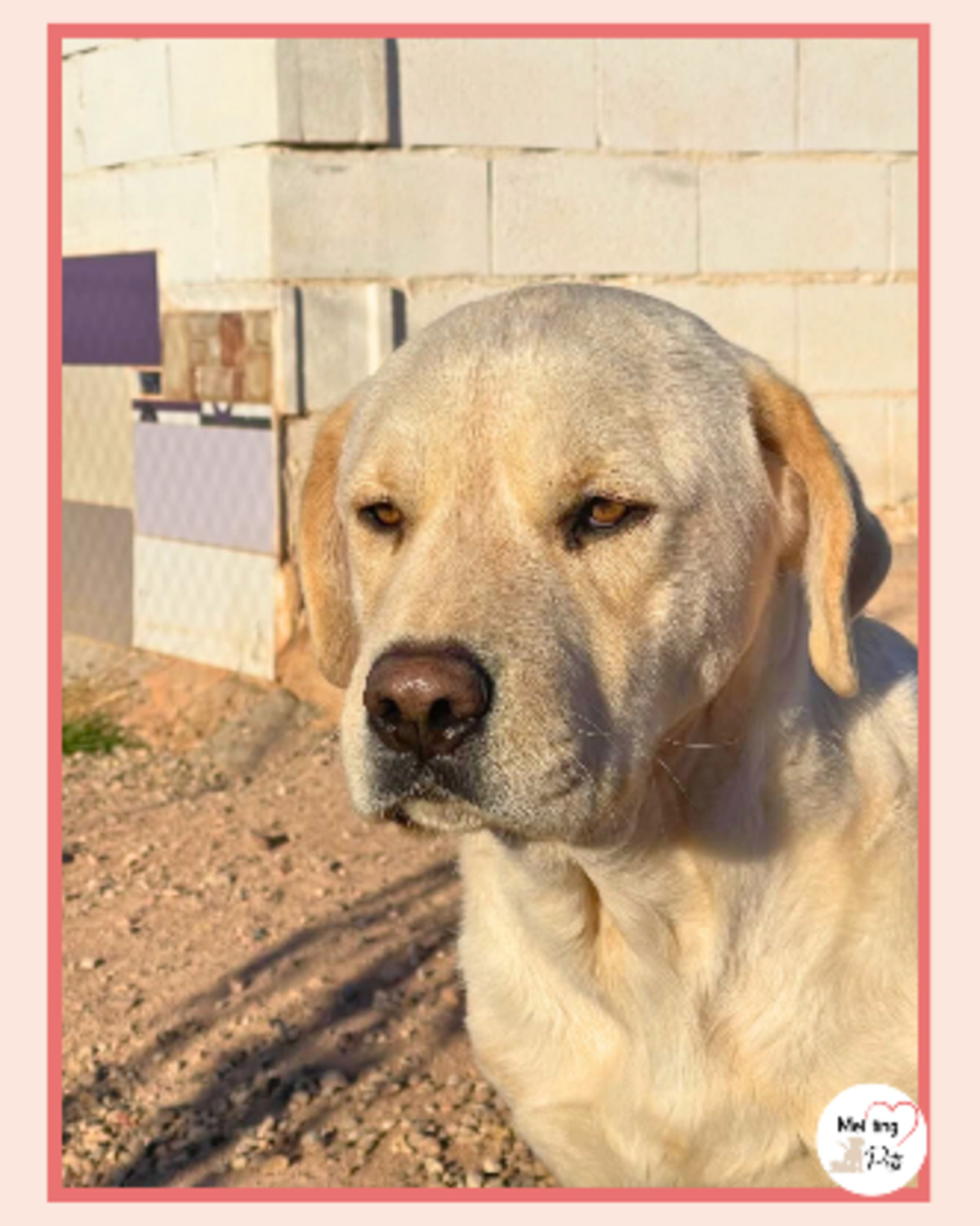 Adoption Laya