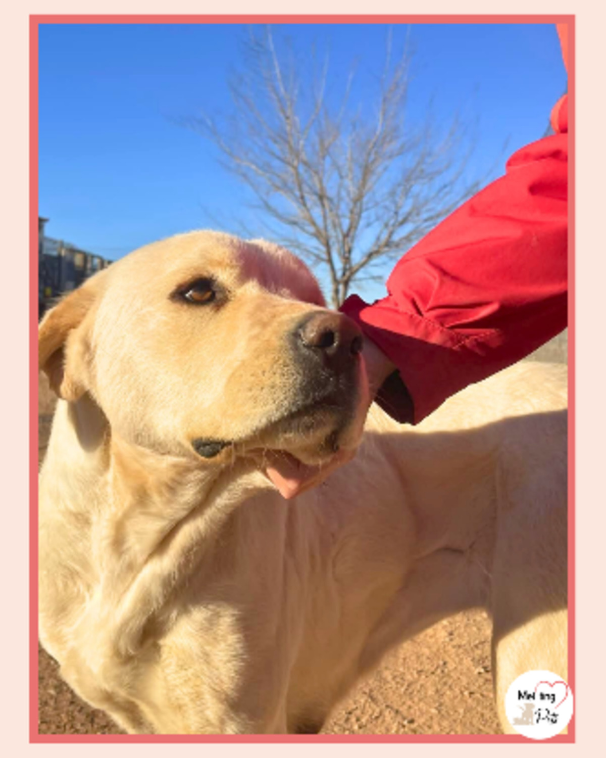 Adoption Laya