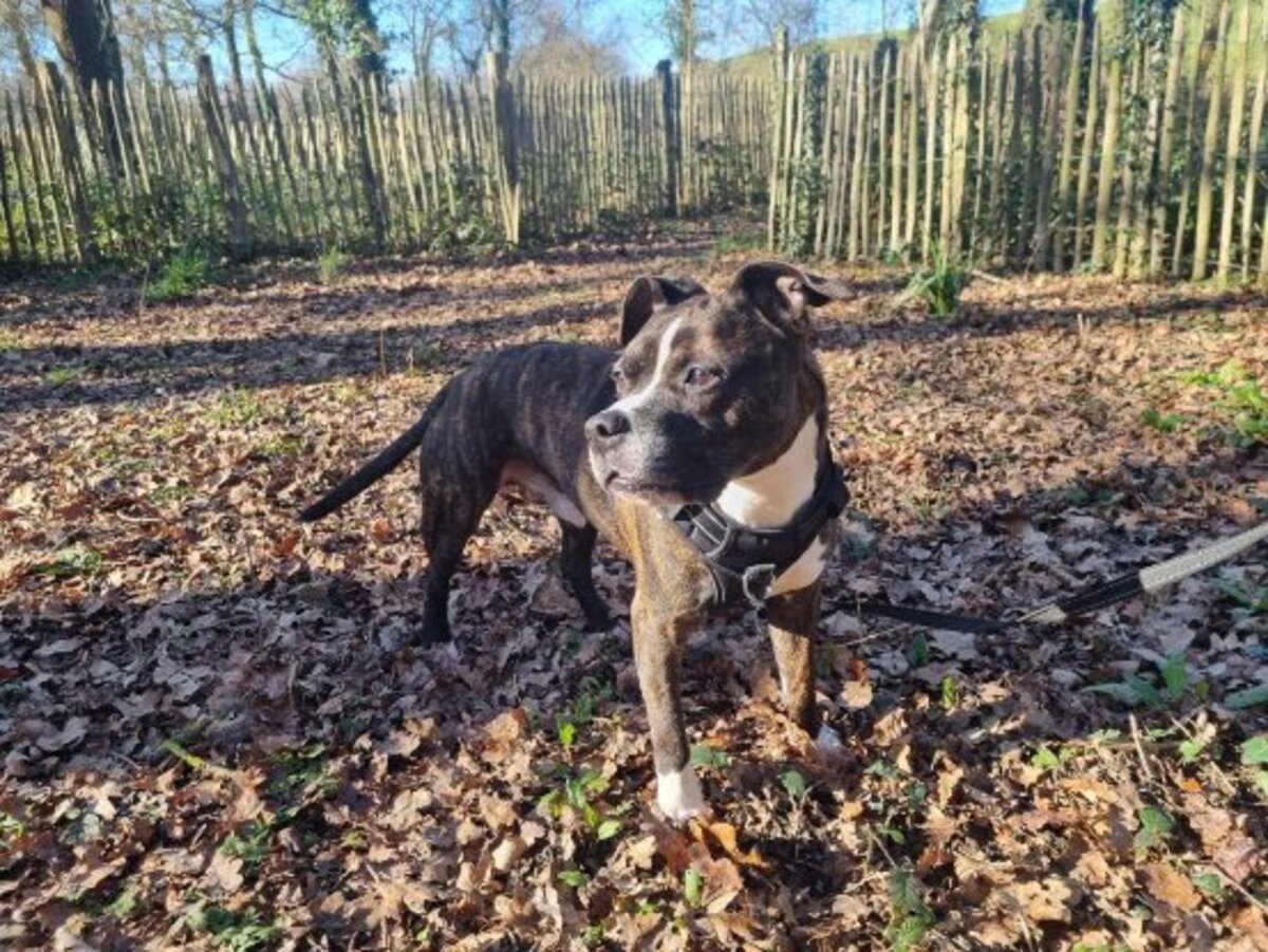 Adoption Lecko