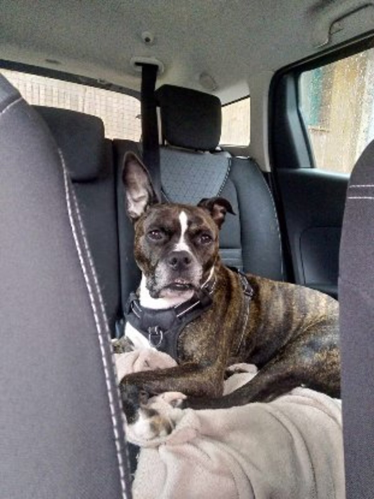 Adoption Lecko