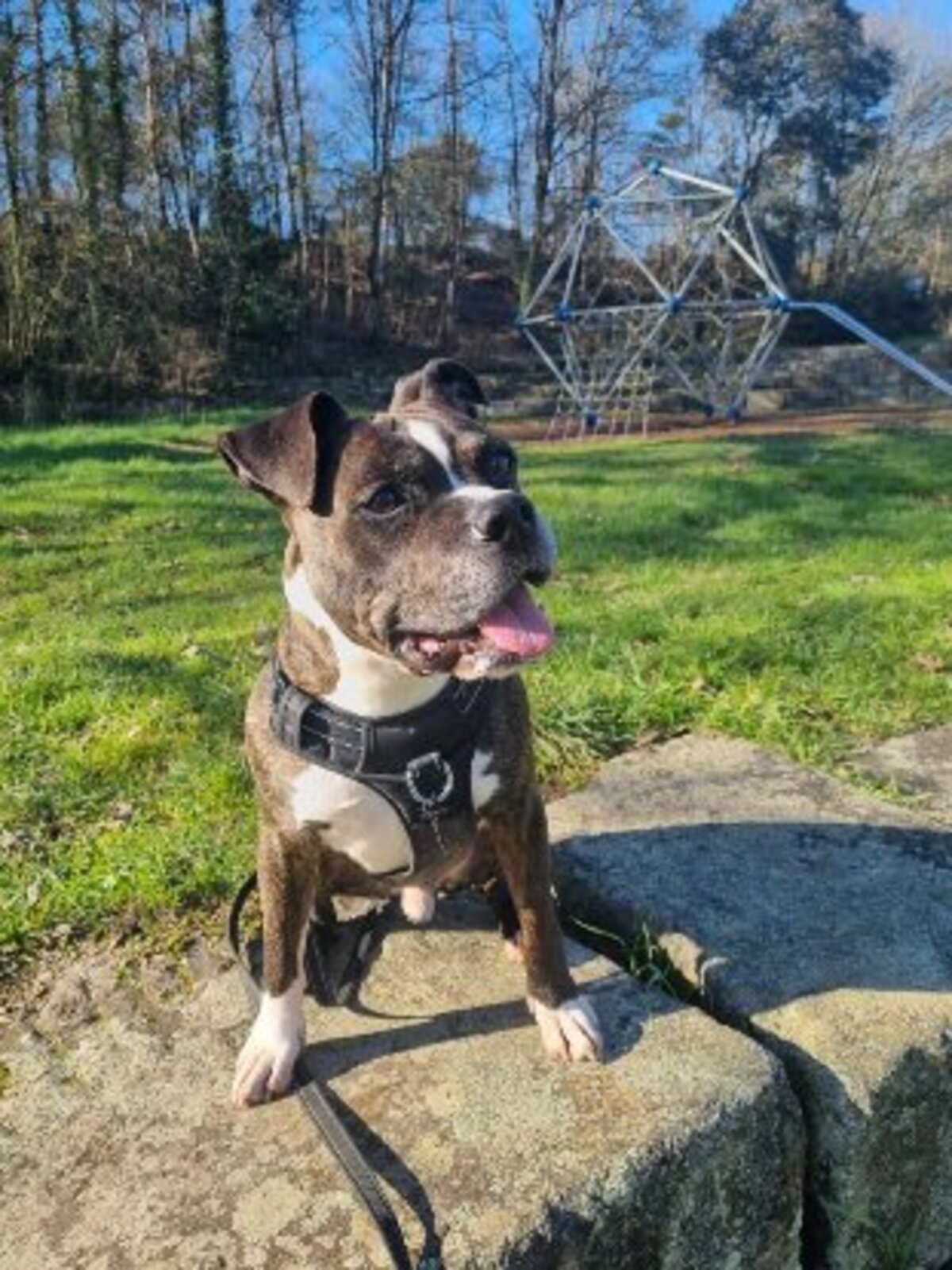 Adoption Lecko