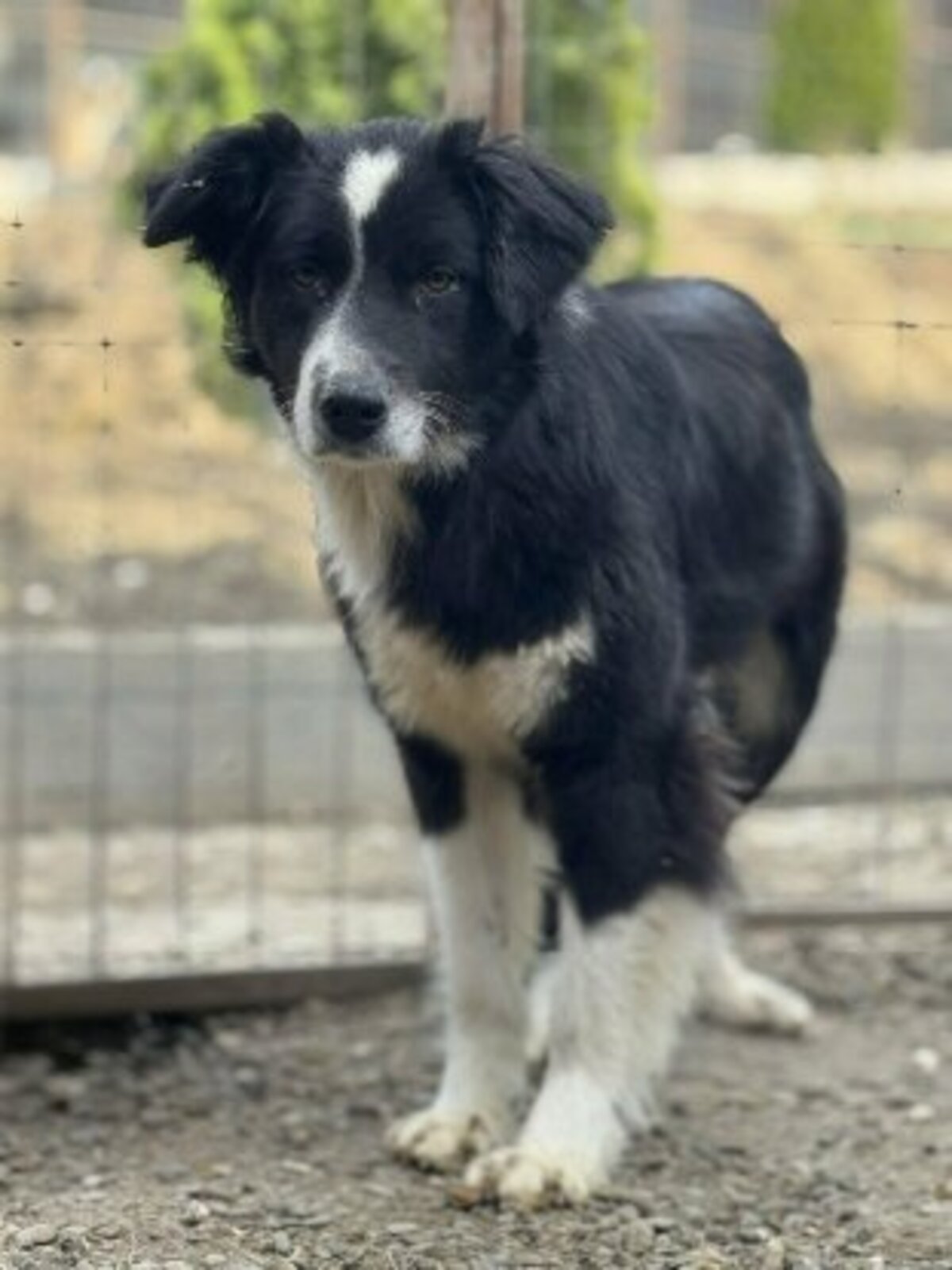 Adoption Leha