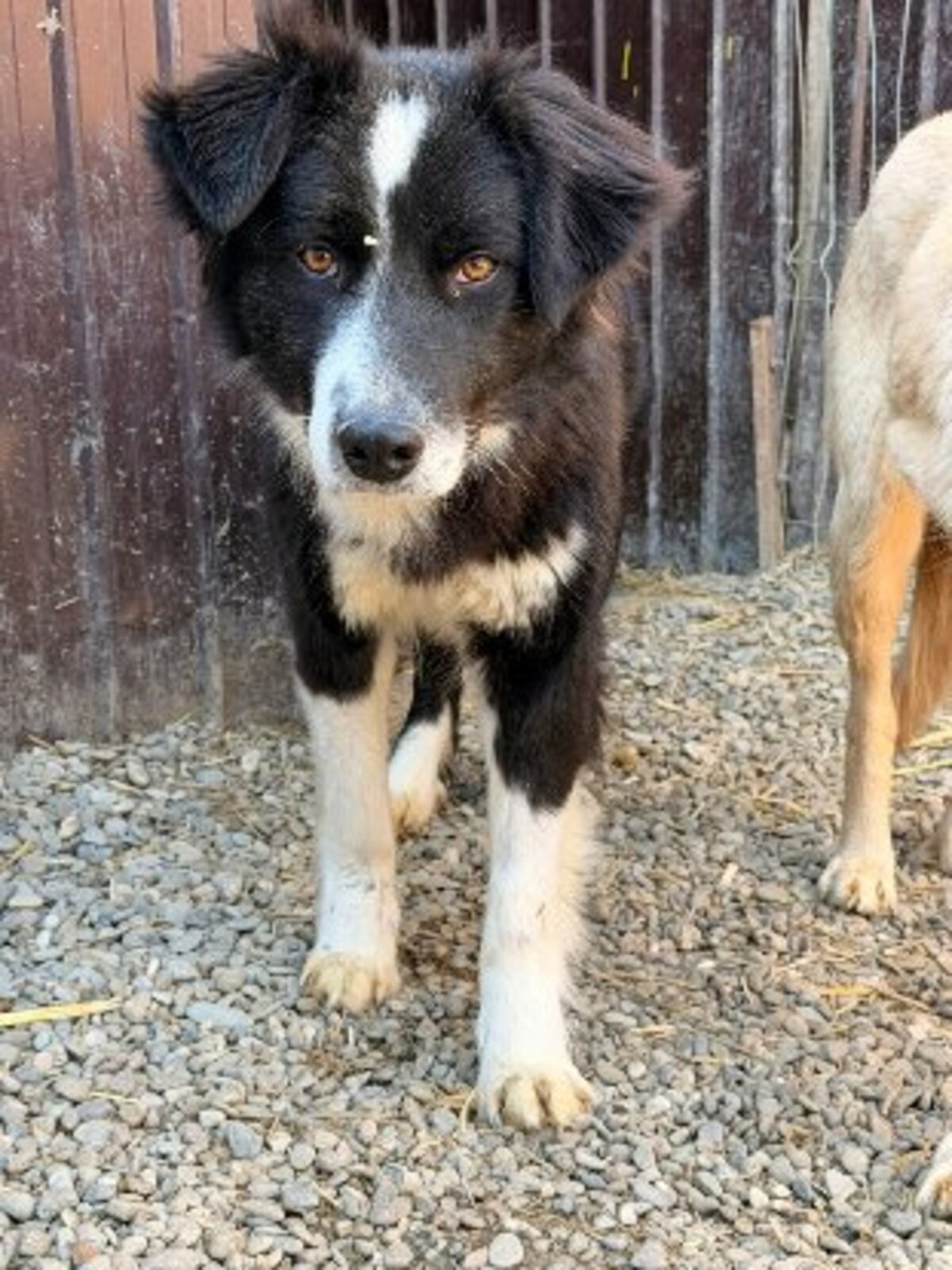 Adoption Leha