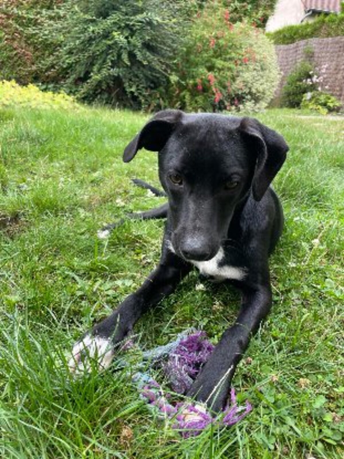 Adoption Leia