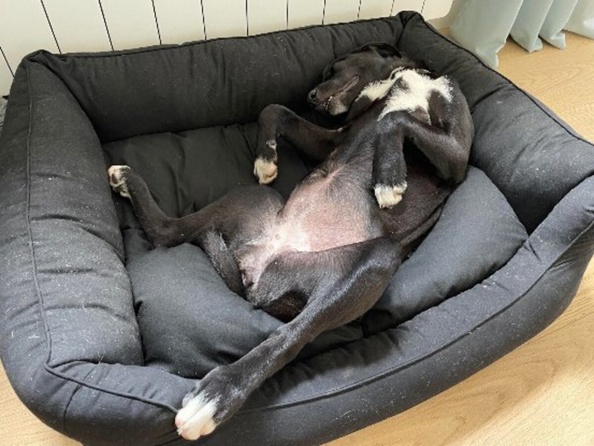 Adoption Leia