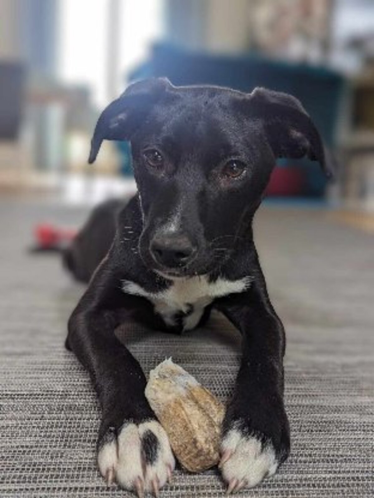 Adoption Leia
