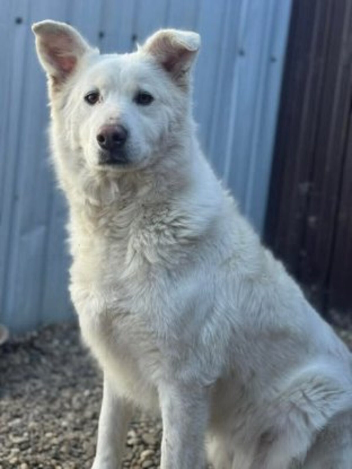 Adoption Leika