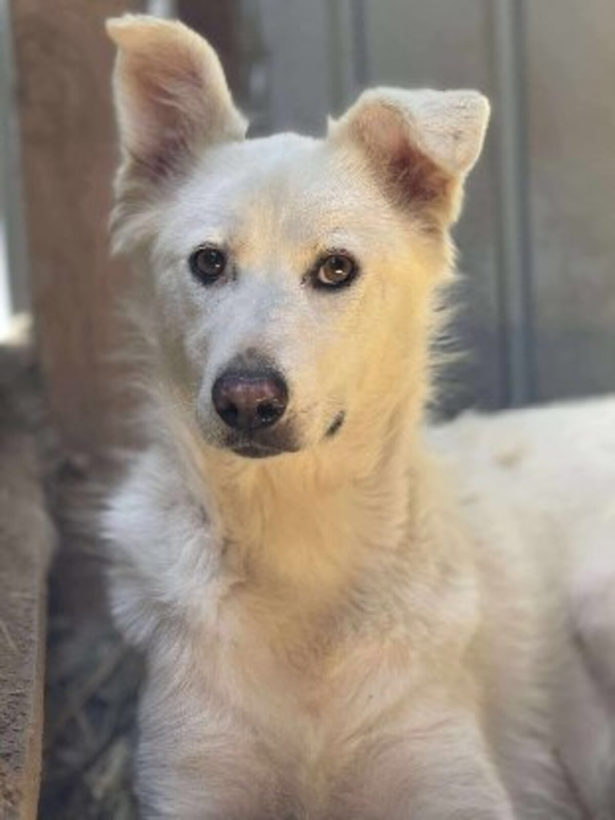 Adoption Leika