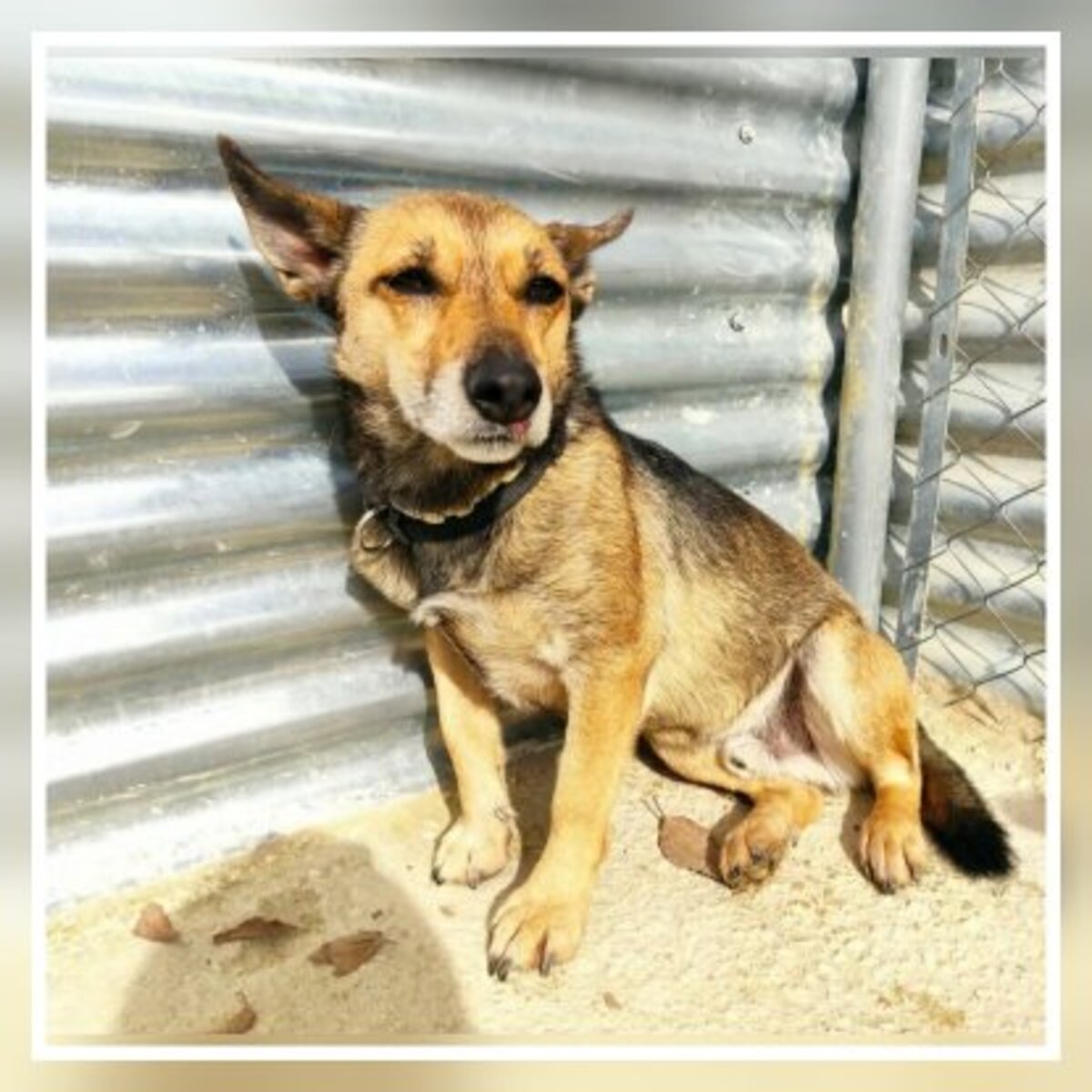 Adoption Leon