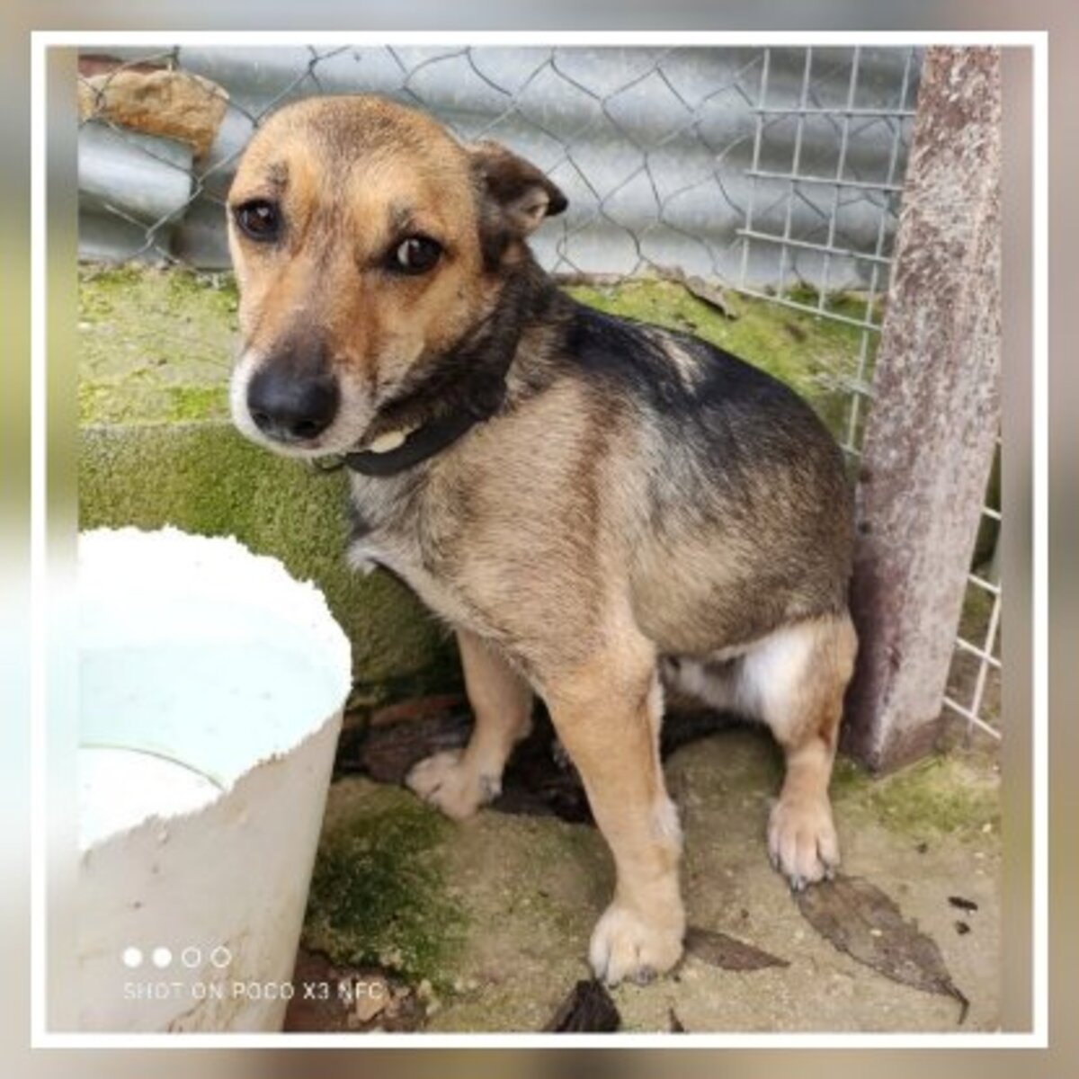 Adoption Leon