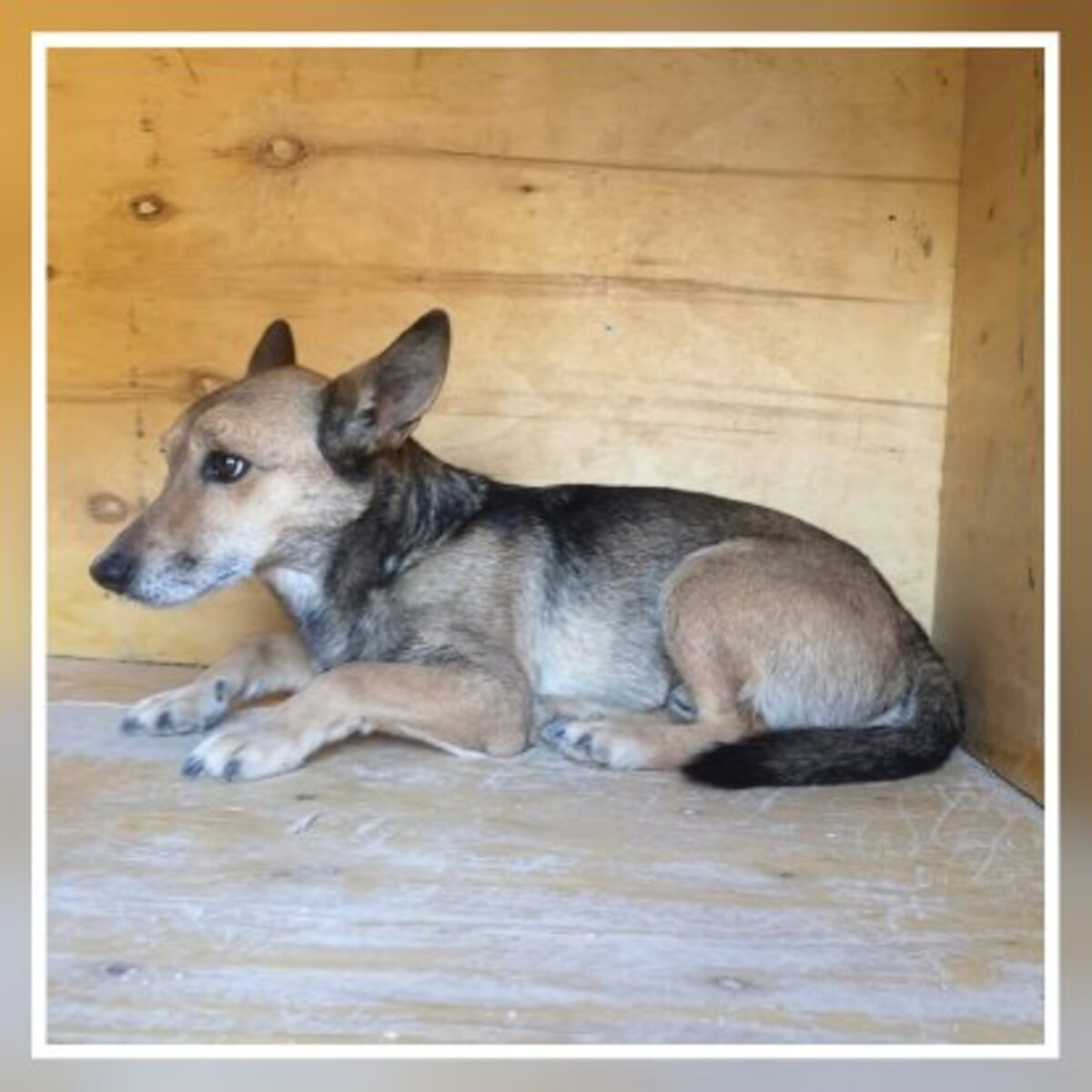 Adoption Leon