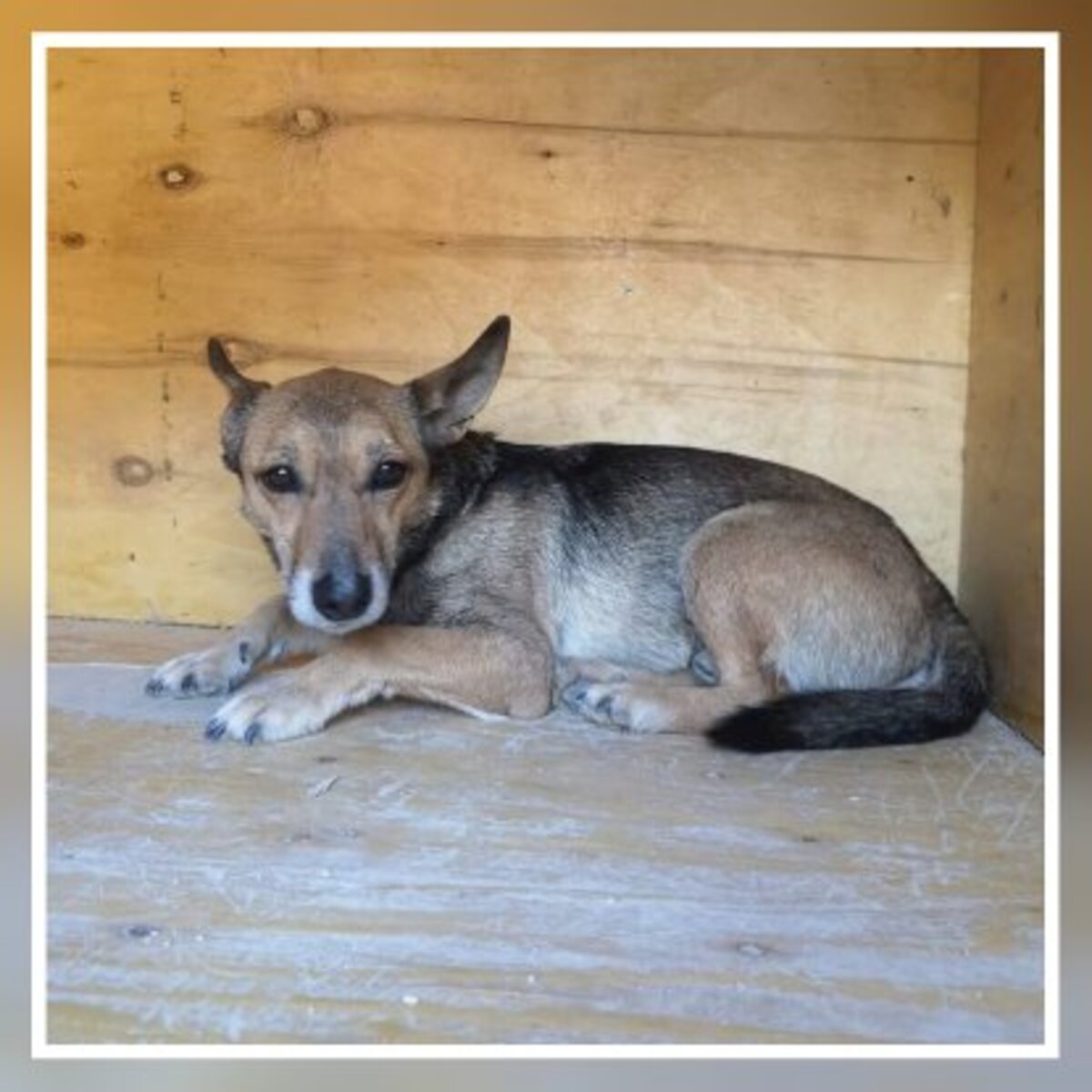 Adoption Leon