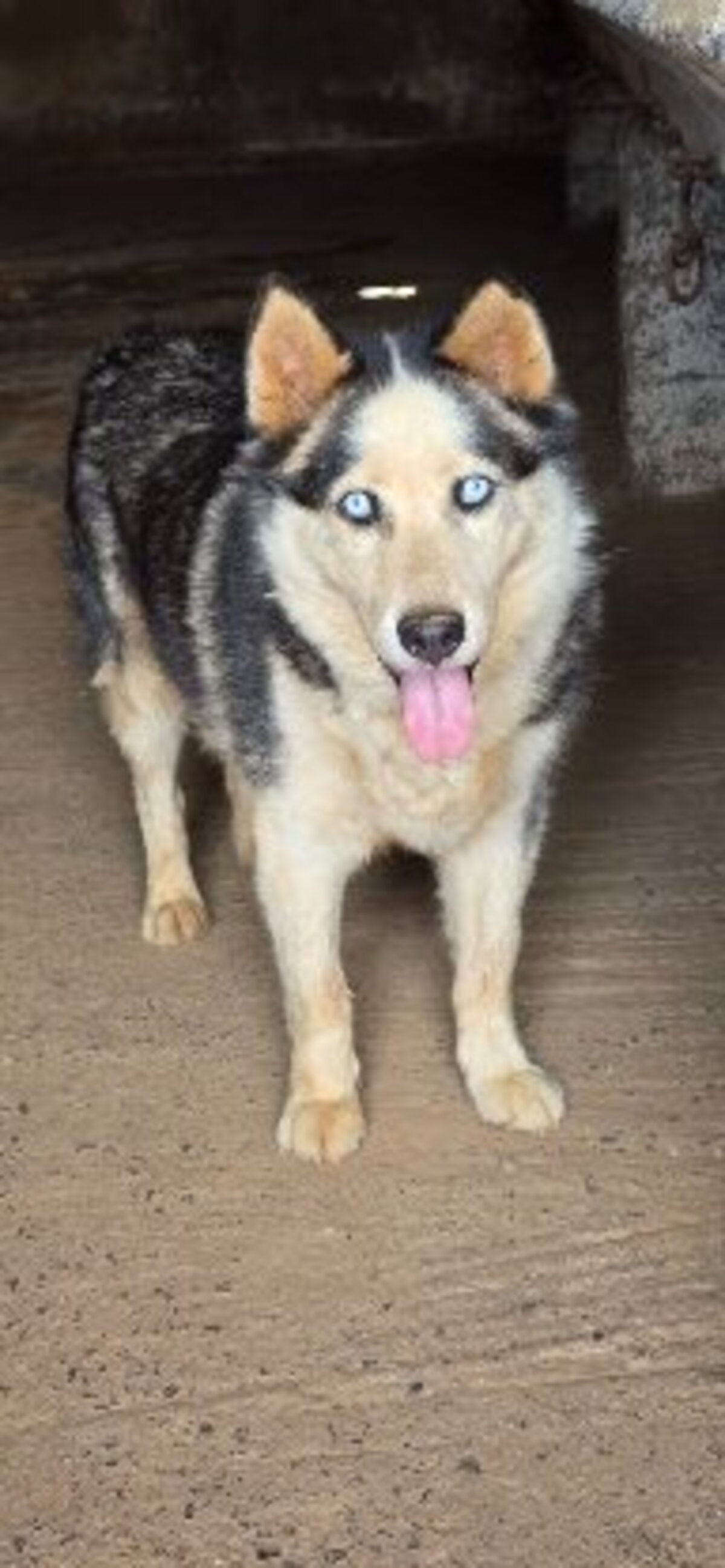 Adoption Leon