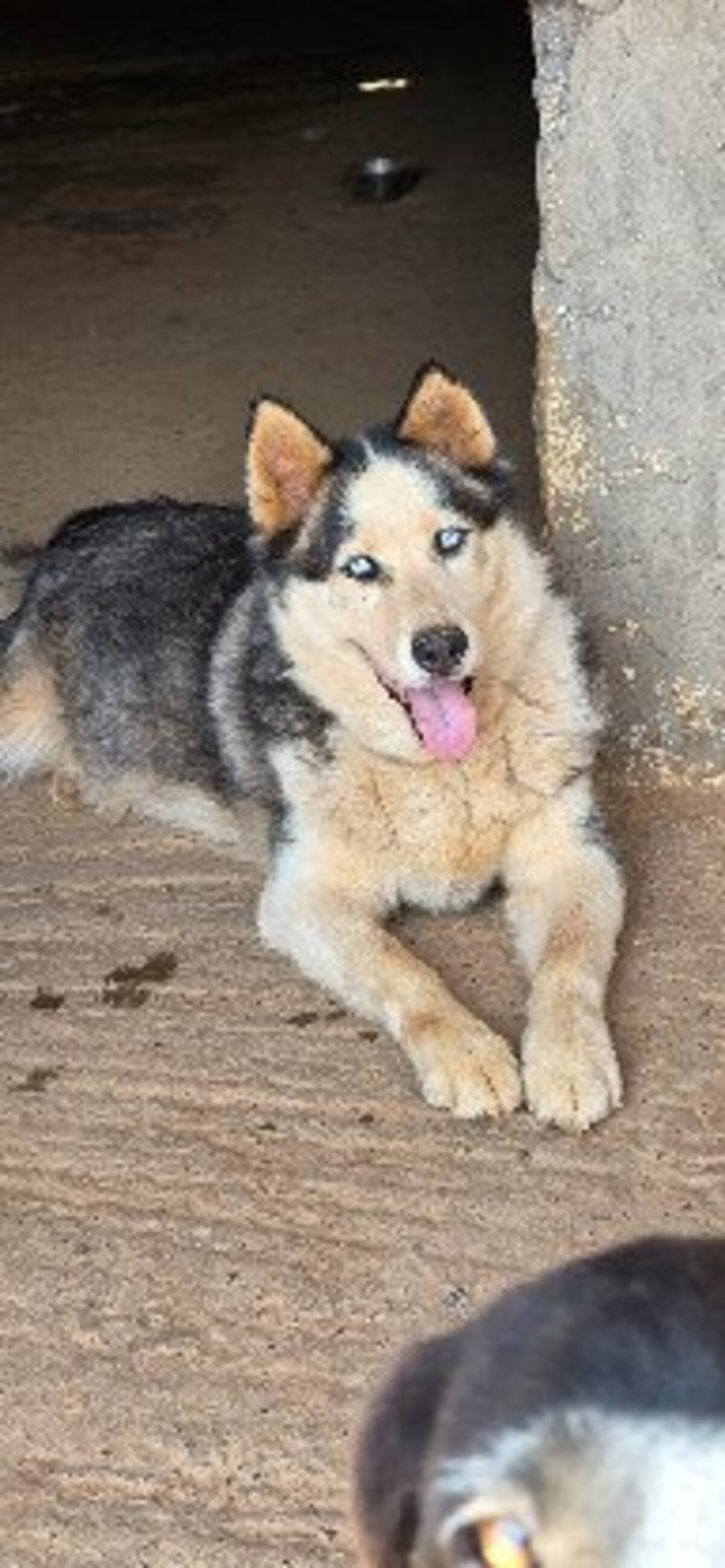 Adoption Leon