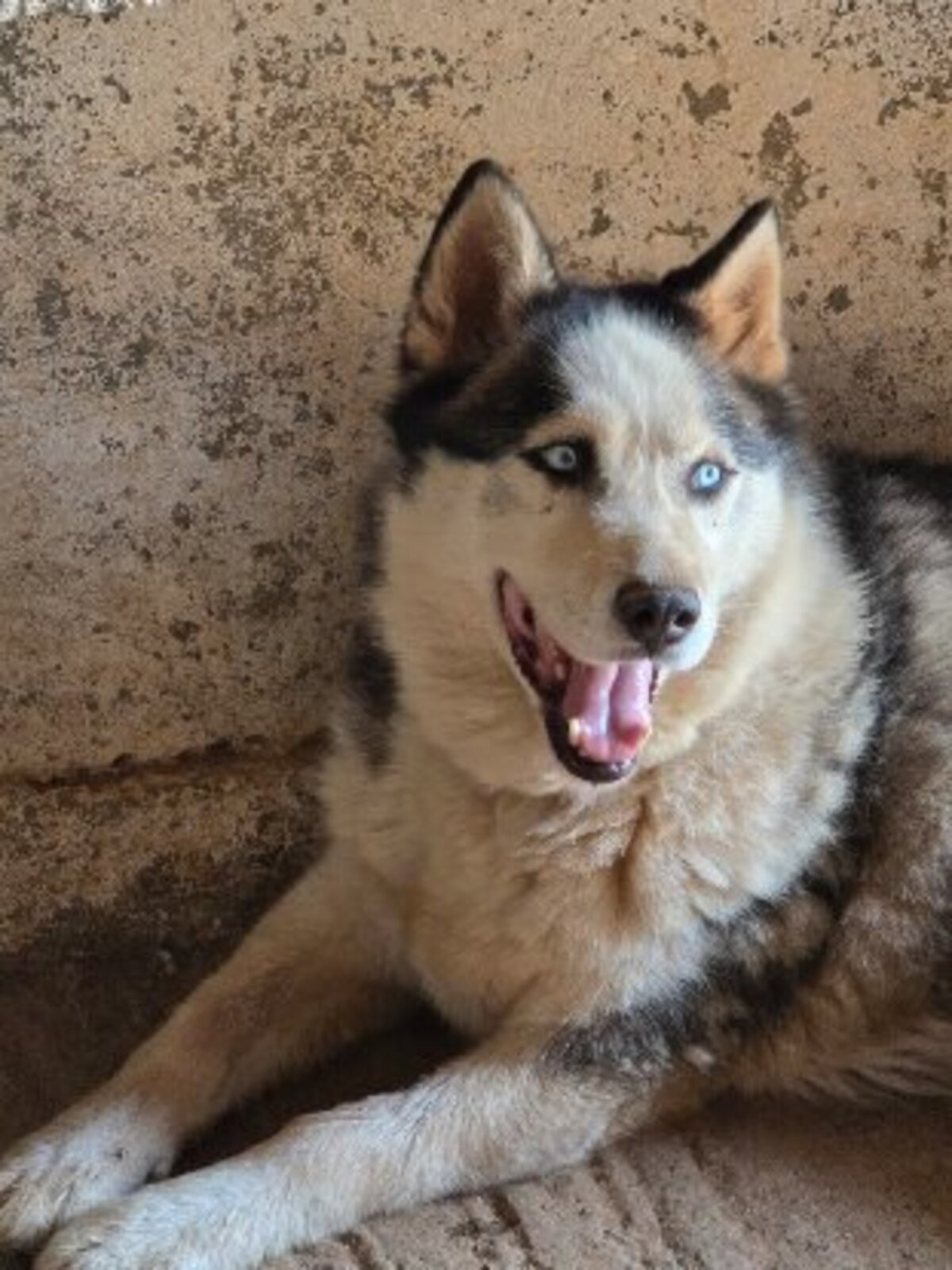 Adoption Leon