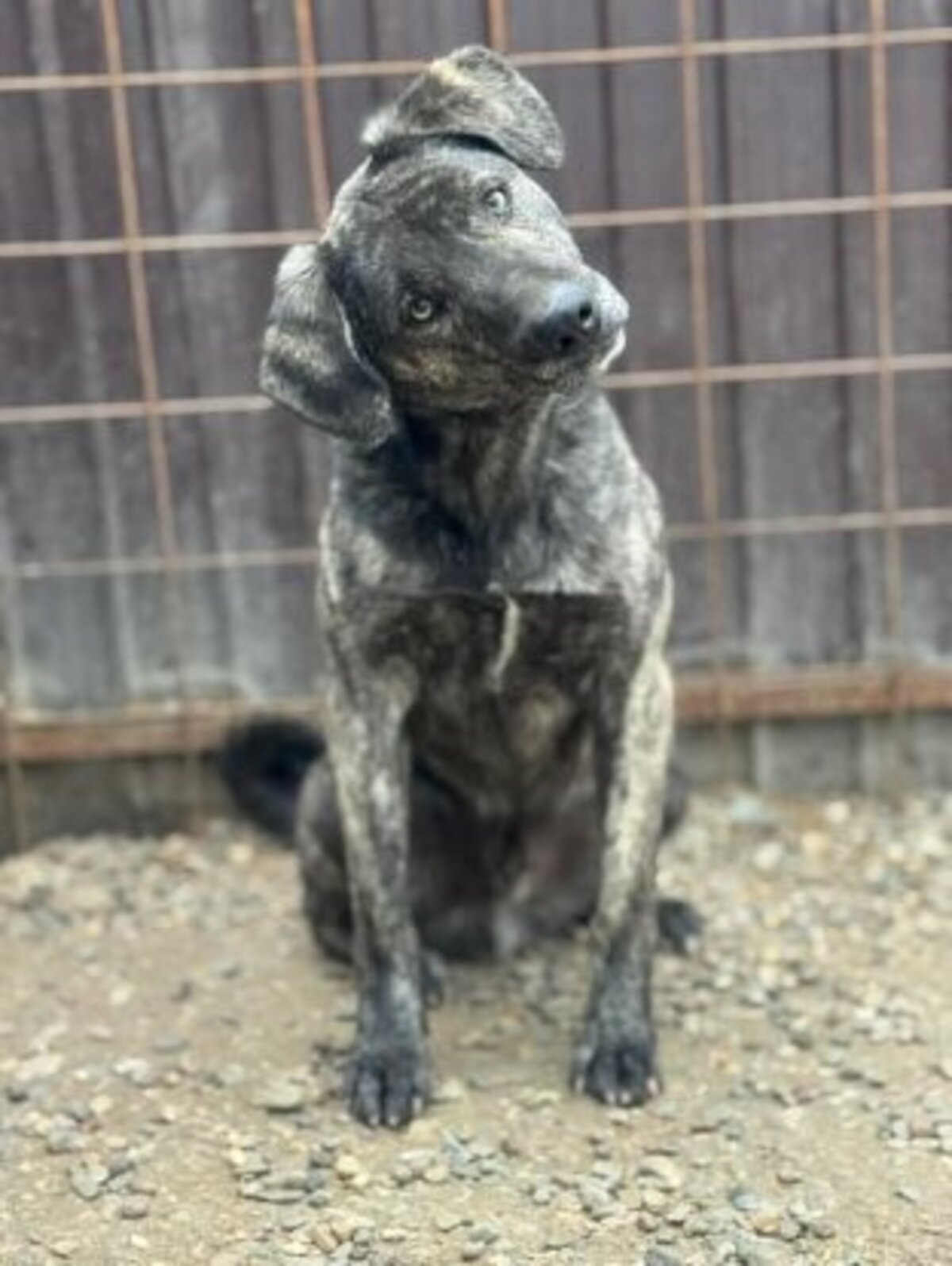 Adoption Léonard