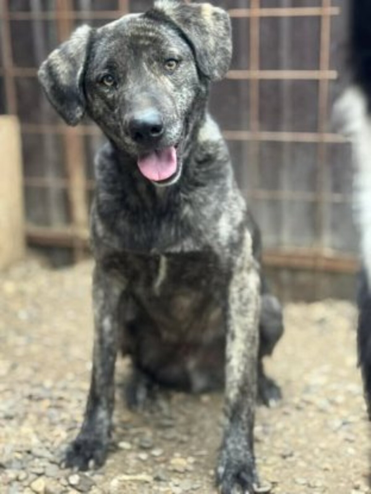 Adoption Léonard