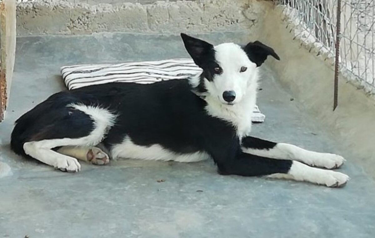 Adoption Leta