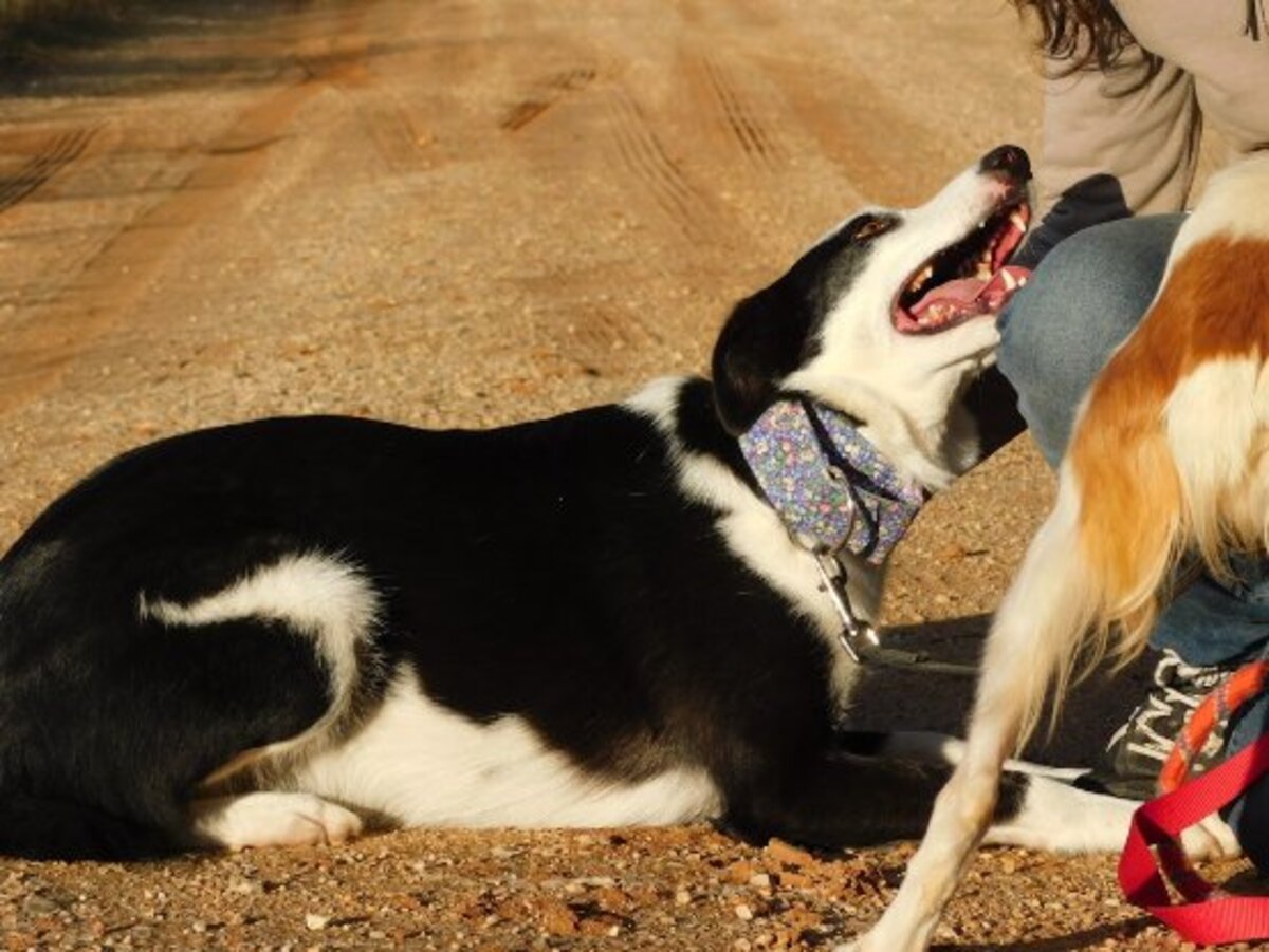 Adoption Leta