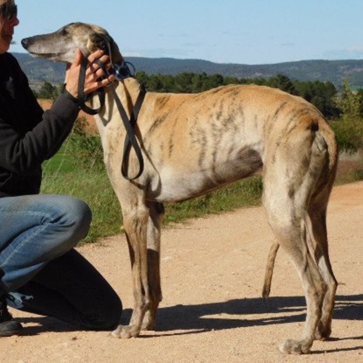 Adoption Levante